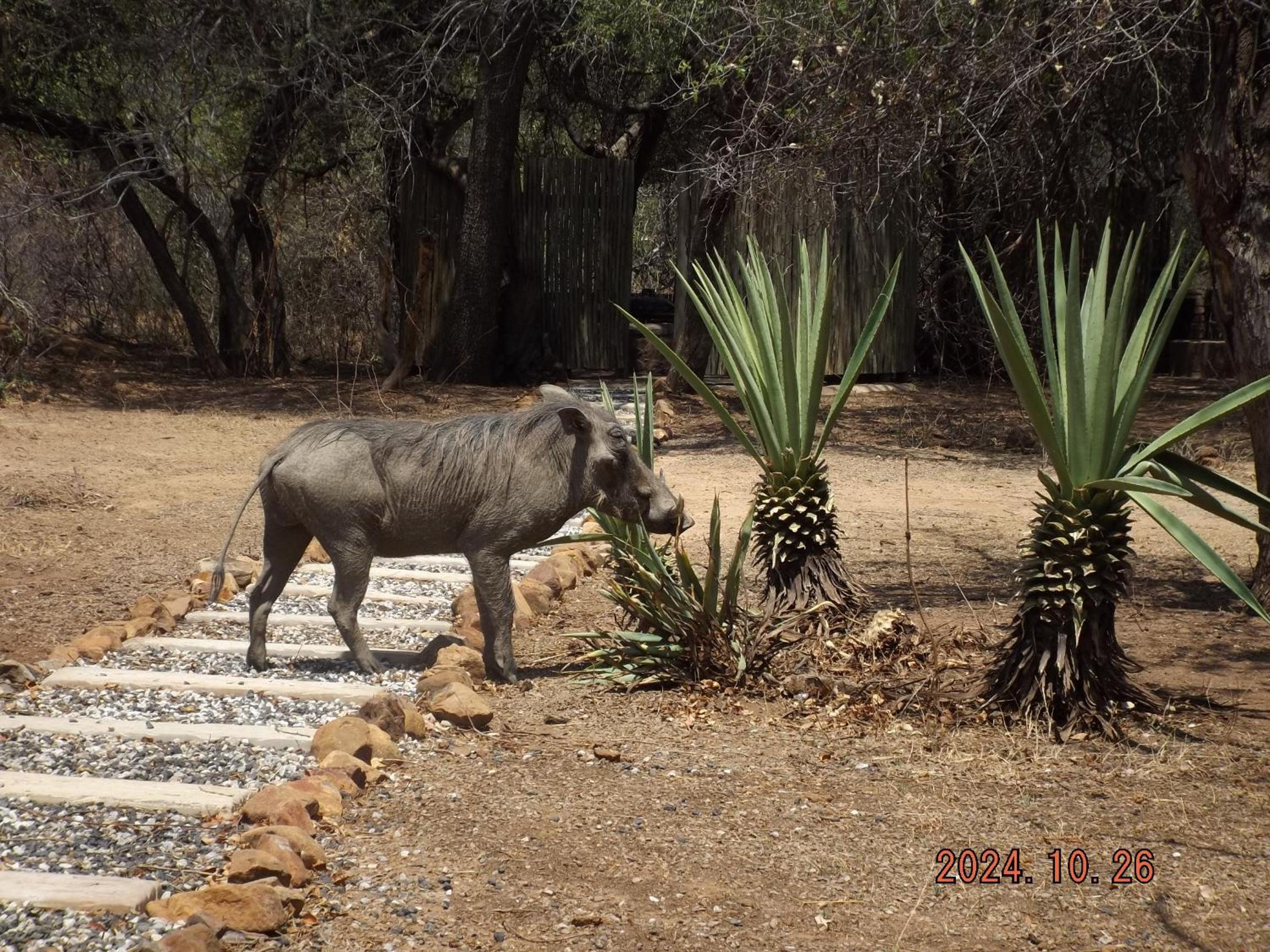 Mabalingwe Nature Reserve - Elephant Lodge - Tjaila