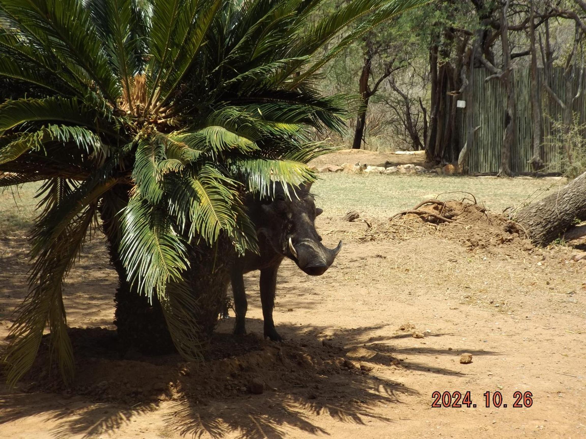Mabalingwe Nature Reserve - Elephant Lodge - Tjaila