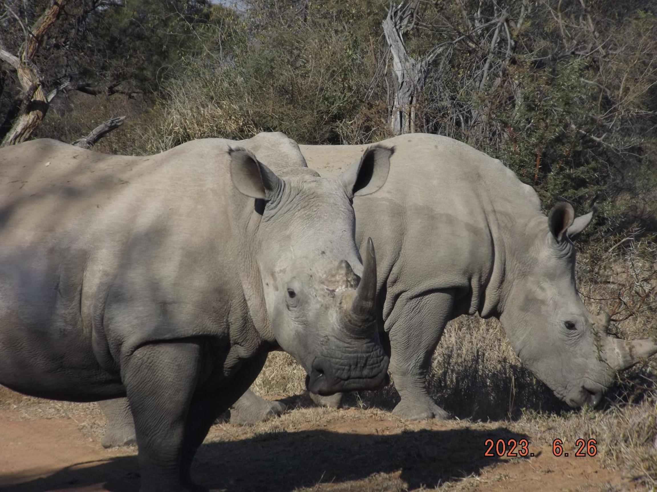Mabalingwe Nature Reserve - Elephant Lodge - Tjaila