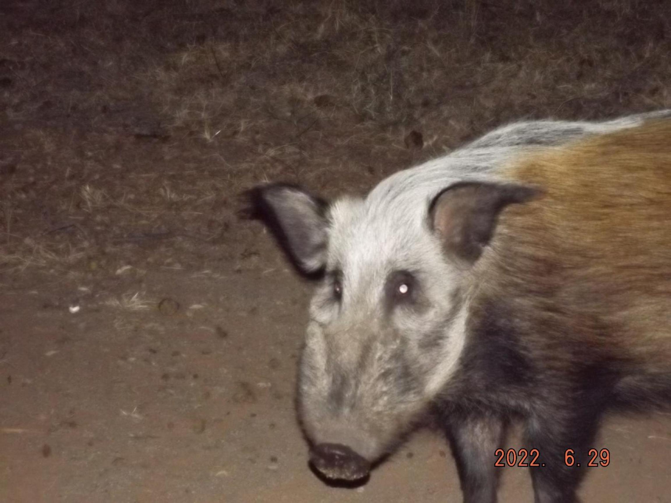Mabalingwe Nature Reserve - Elephant Lodge - Tjaila