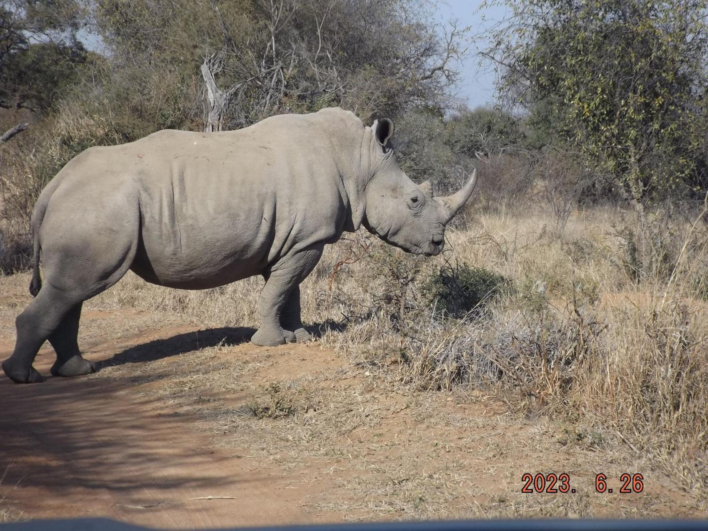 Mabalingwe Nature Reserve - Elephant Lodge - Tjaila