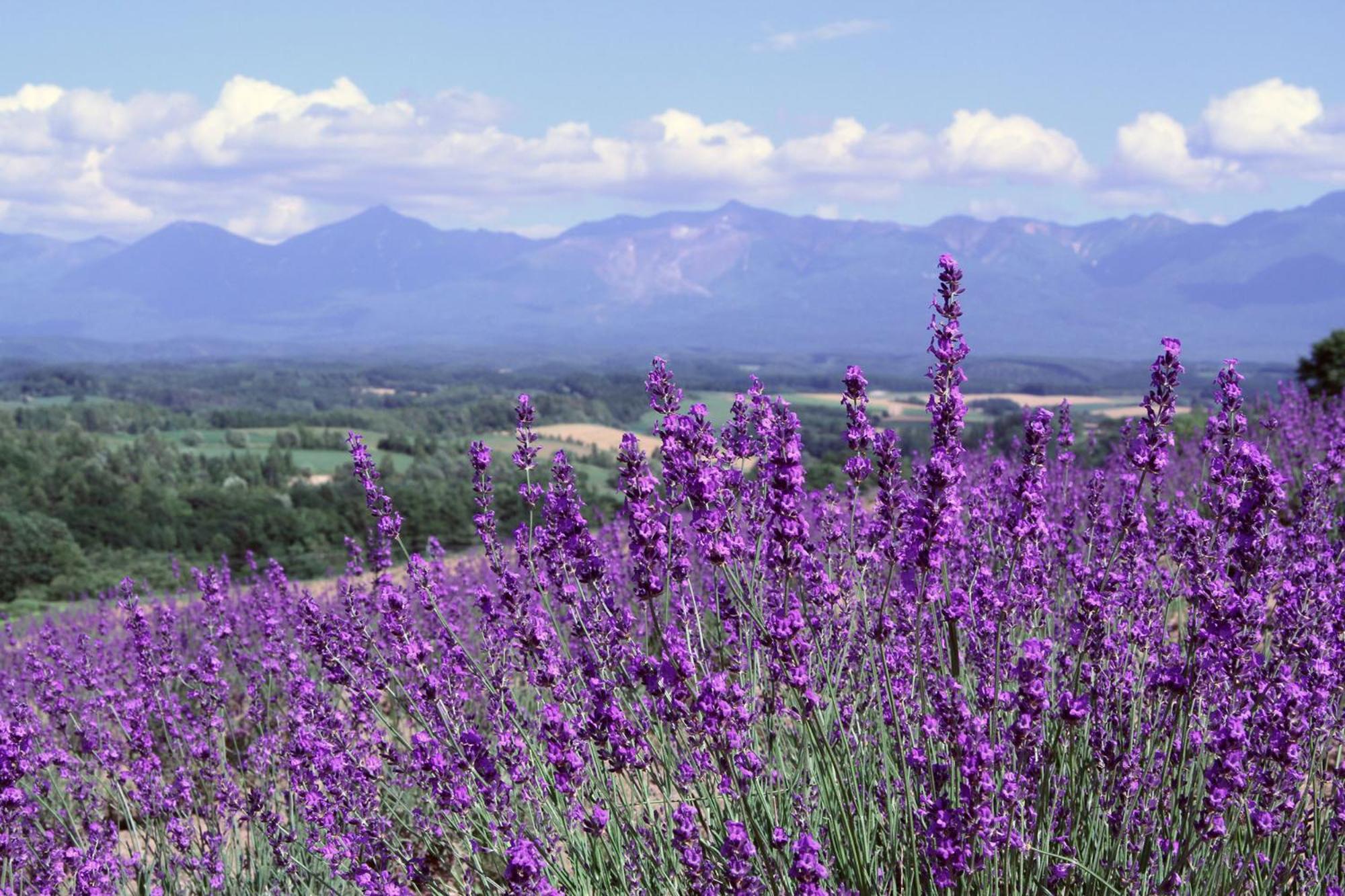 countryside FURANO