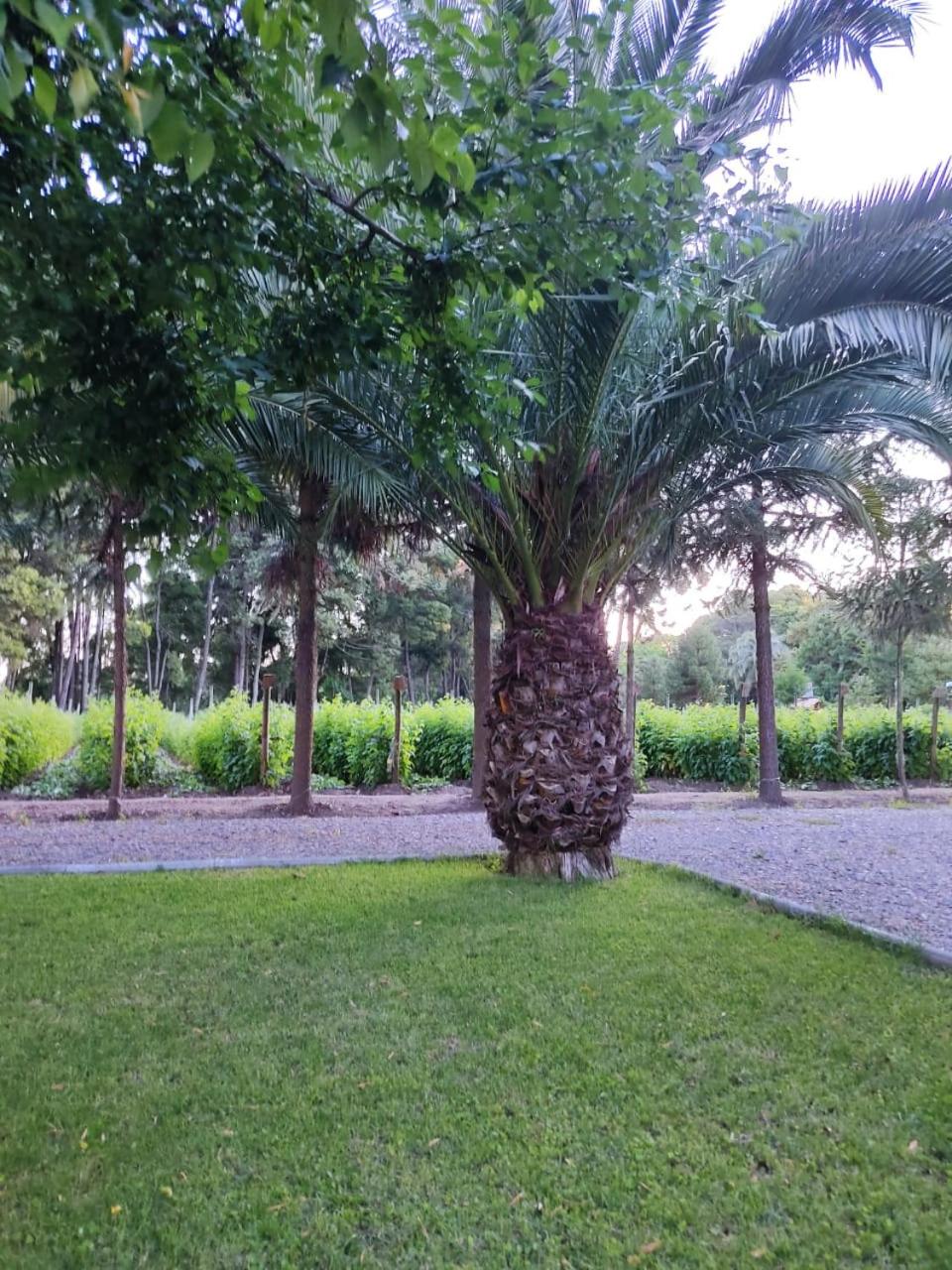 Domo Las Araucarias