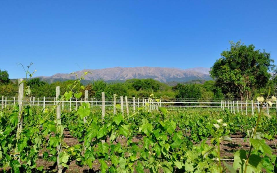 Finca Cielo Verde, photo 5