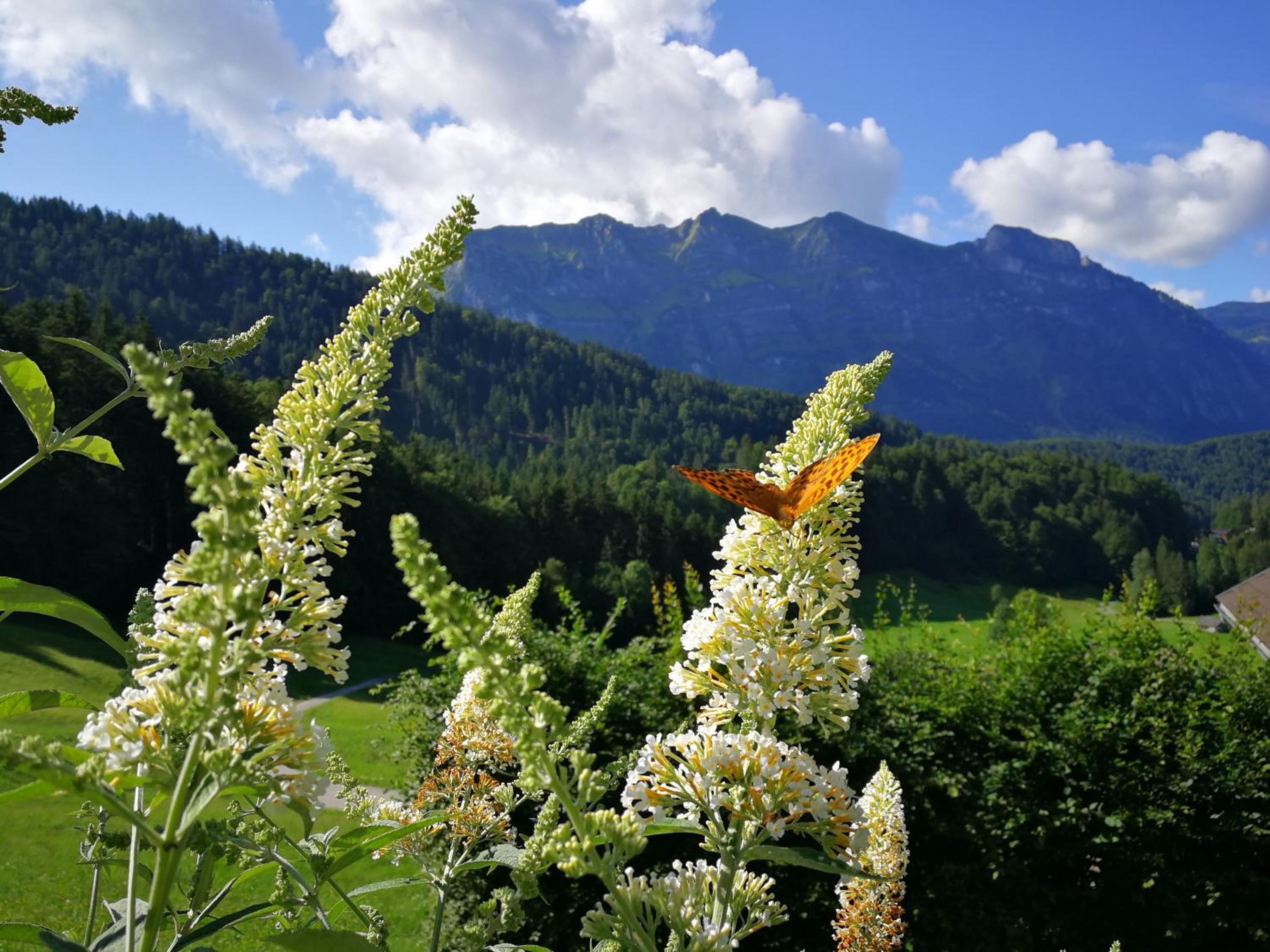 Ferienhaus-Bregenzerwald