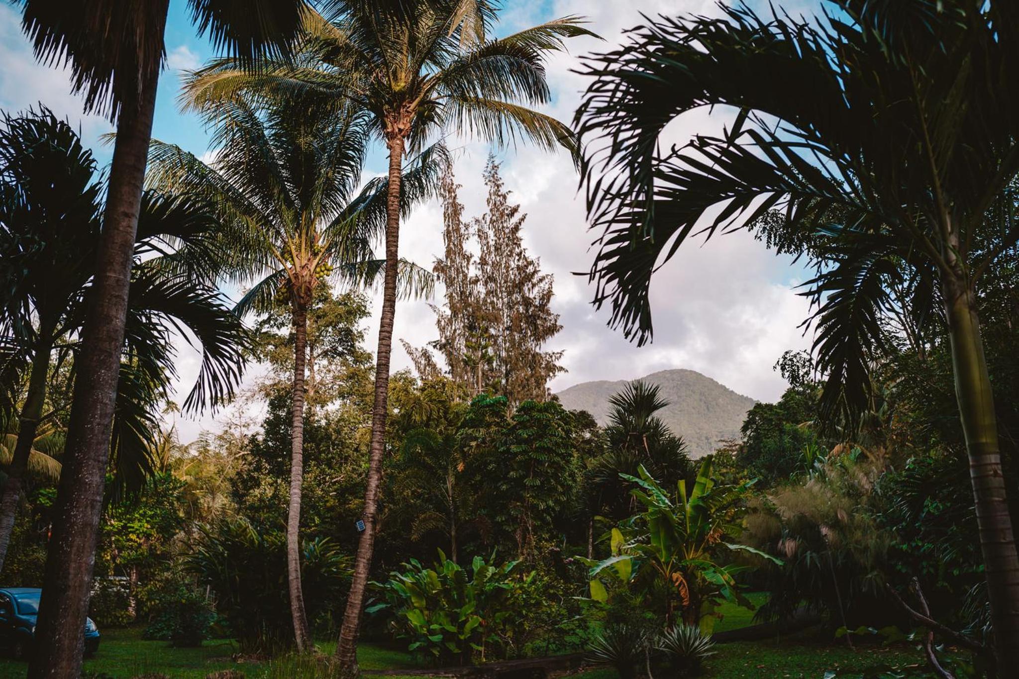 West Indies Cottage, cottages haut de gamme avec piscine, jacuzzi et vue jungle