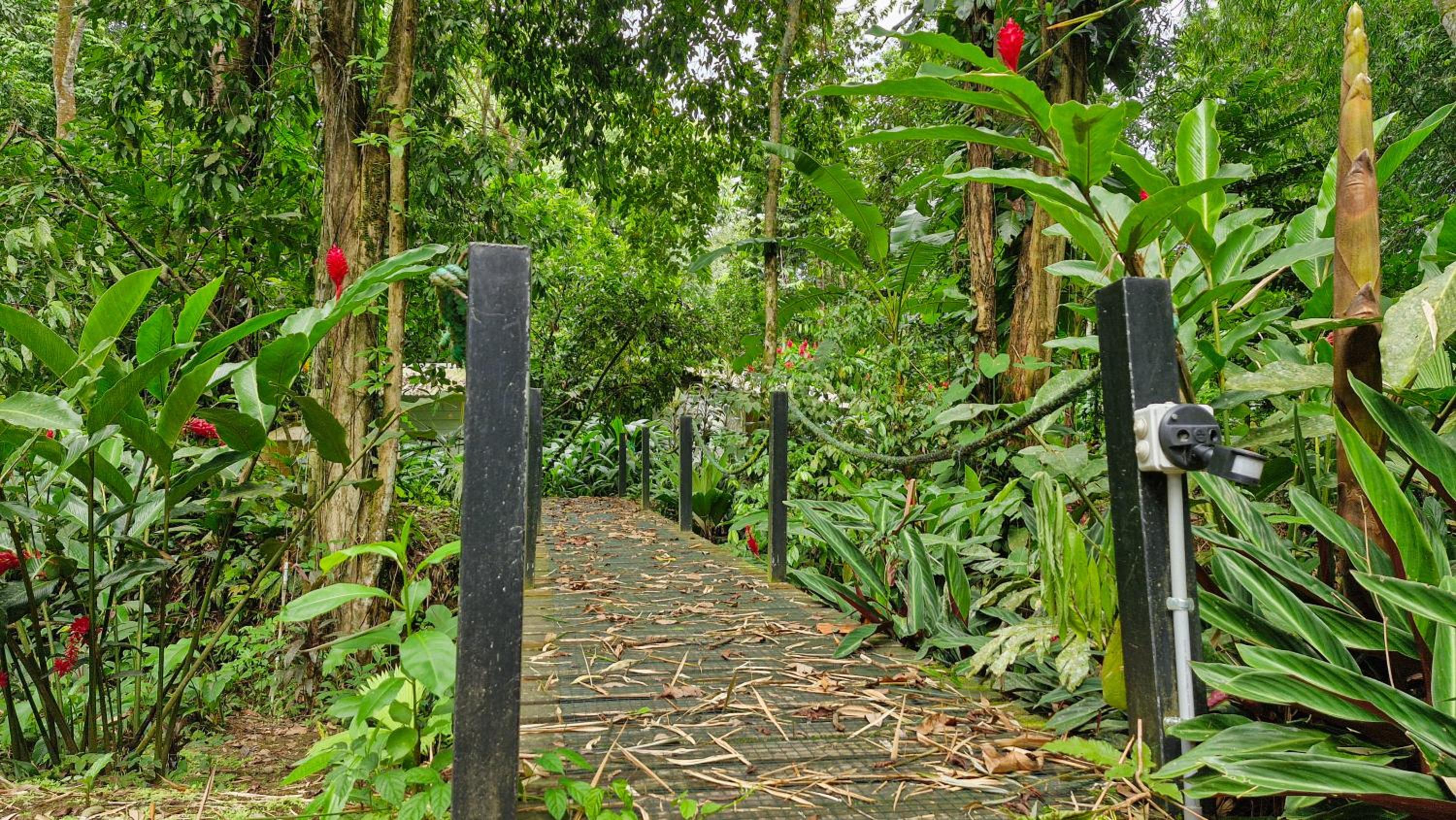 Casa Auratus Manzanillo wildlife