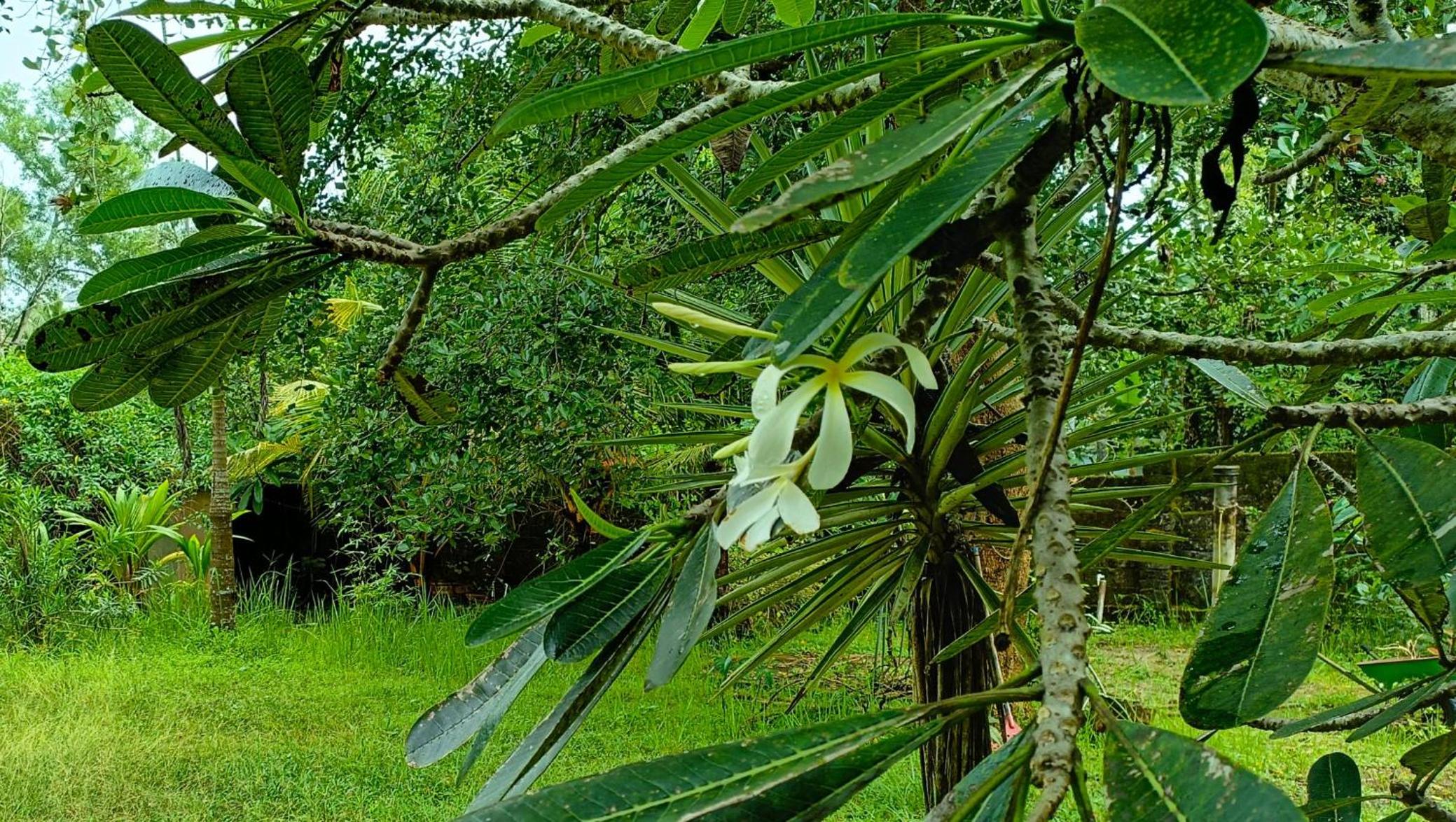 Angels' homestay Marari view 5