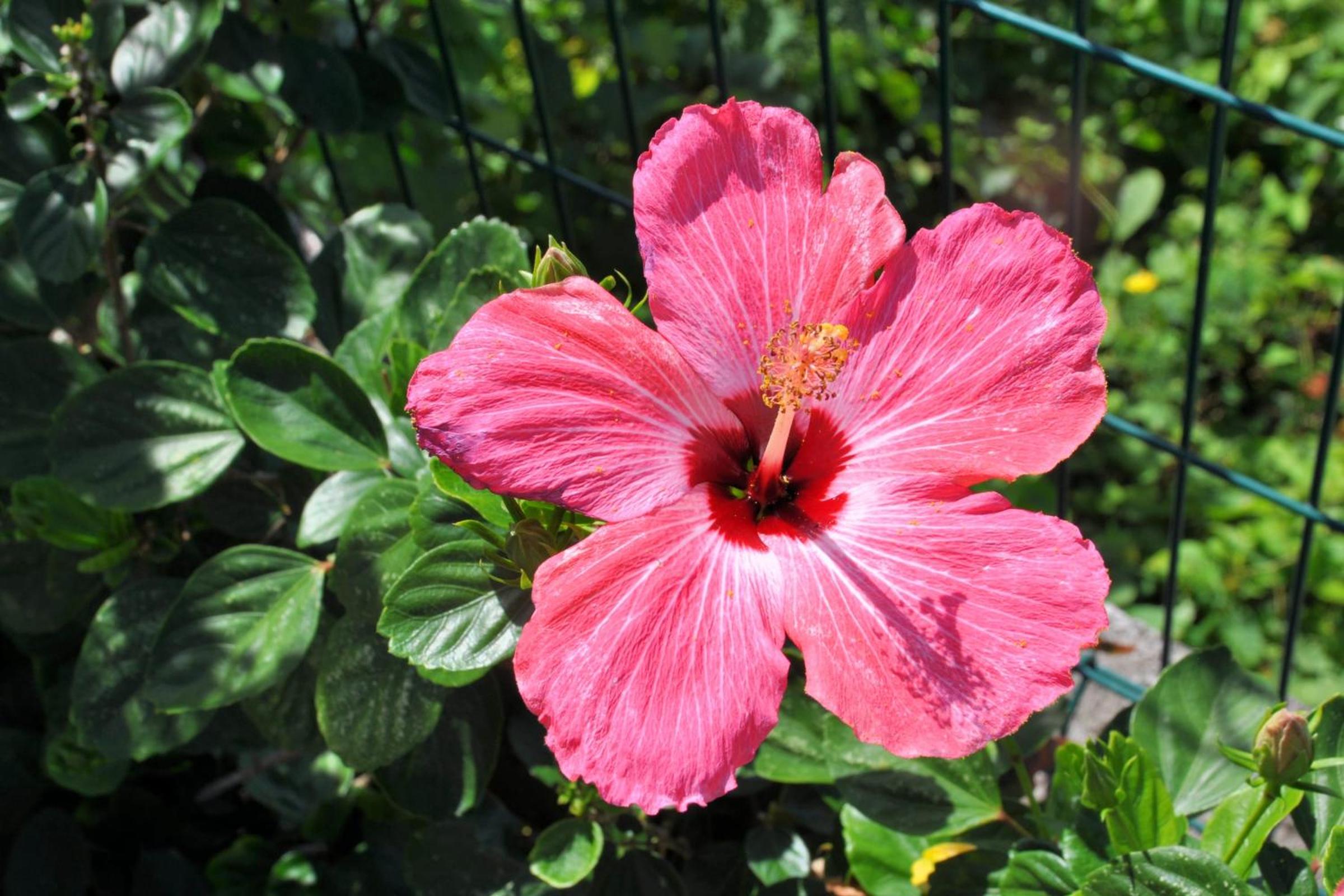 Appartement Hibiscus