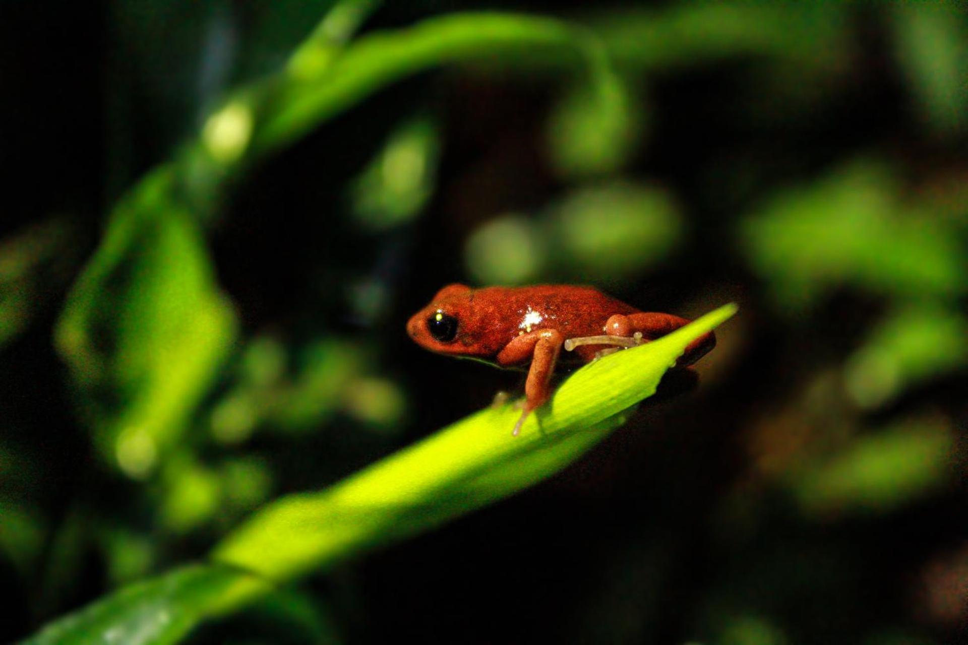 Casa Auratus Manzanillo wildlife