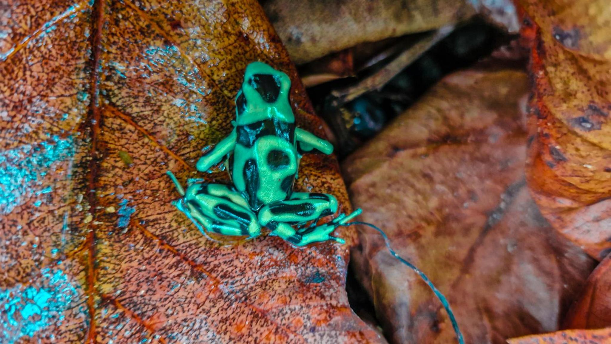 Casa Auratus Manzanillo wildlife