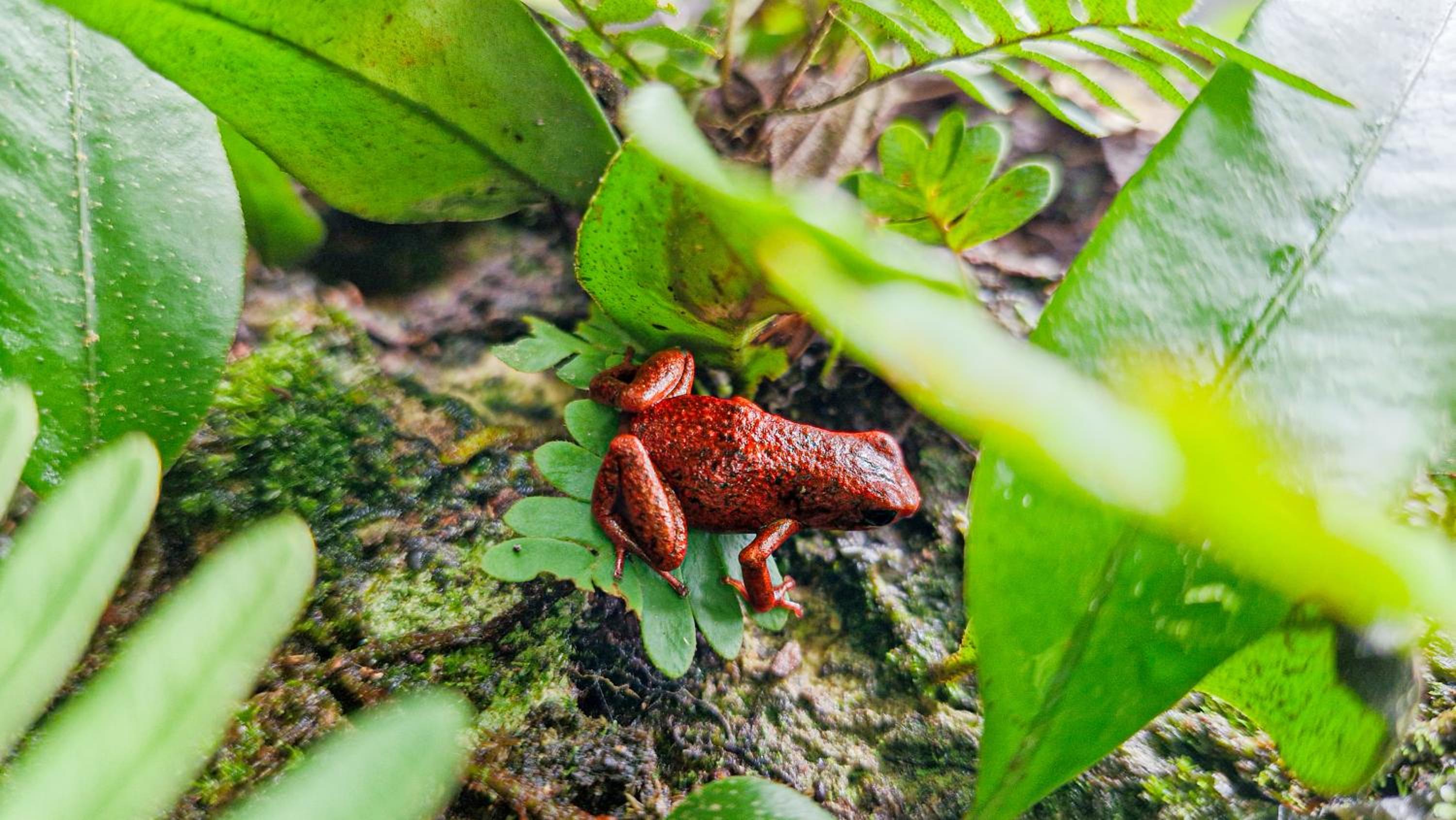 Casa Auratus Manzanillo wildlife