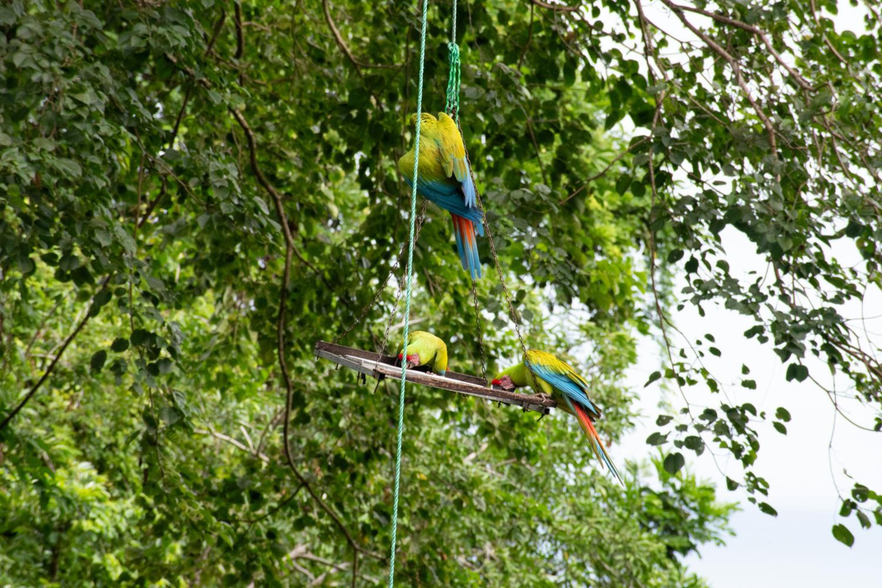 Casa Auratus Manzanillo wildlife