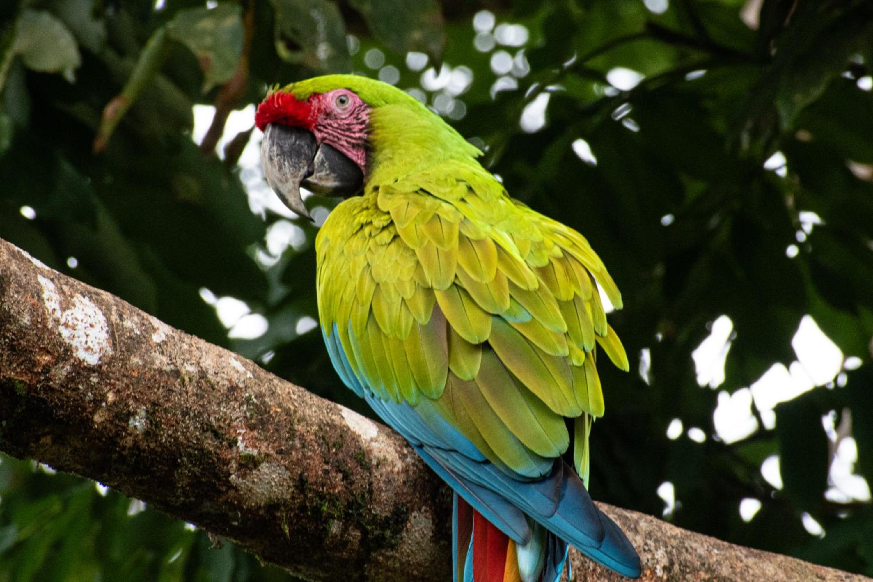 Casa Auratus Manzanillo wildlife