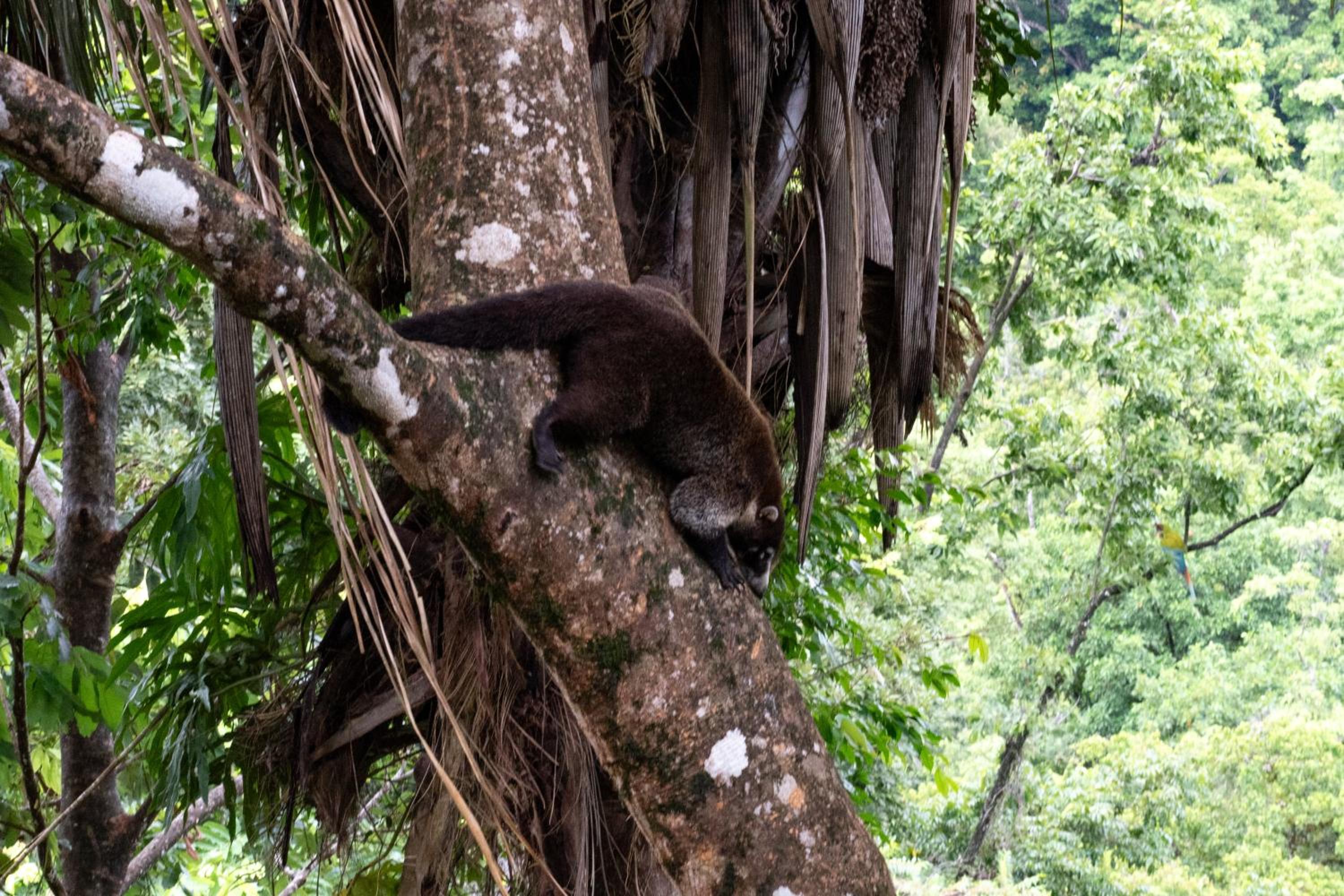 Casa Auratus Manzanillo wildlife