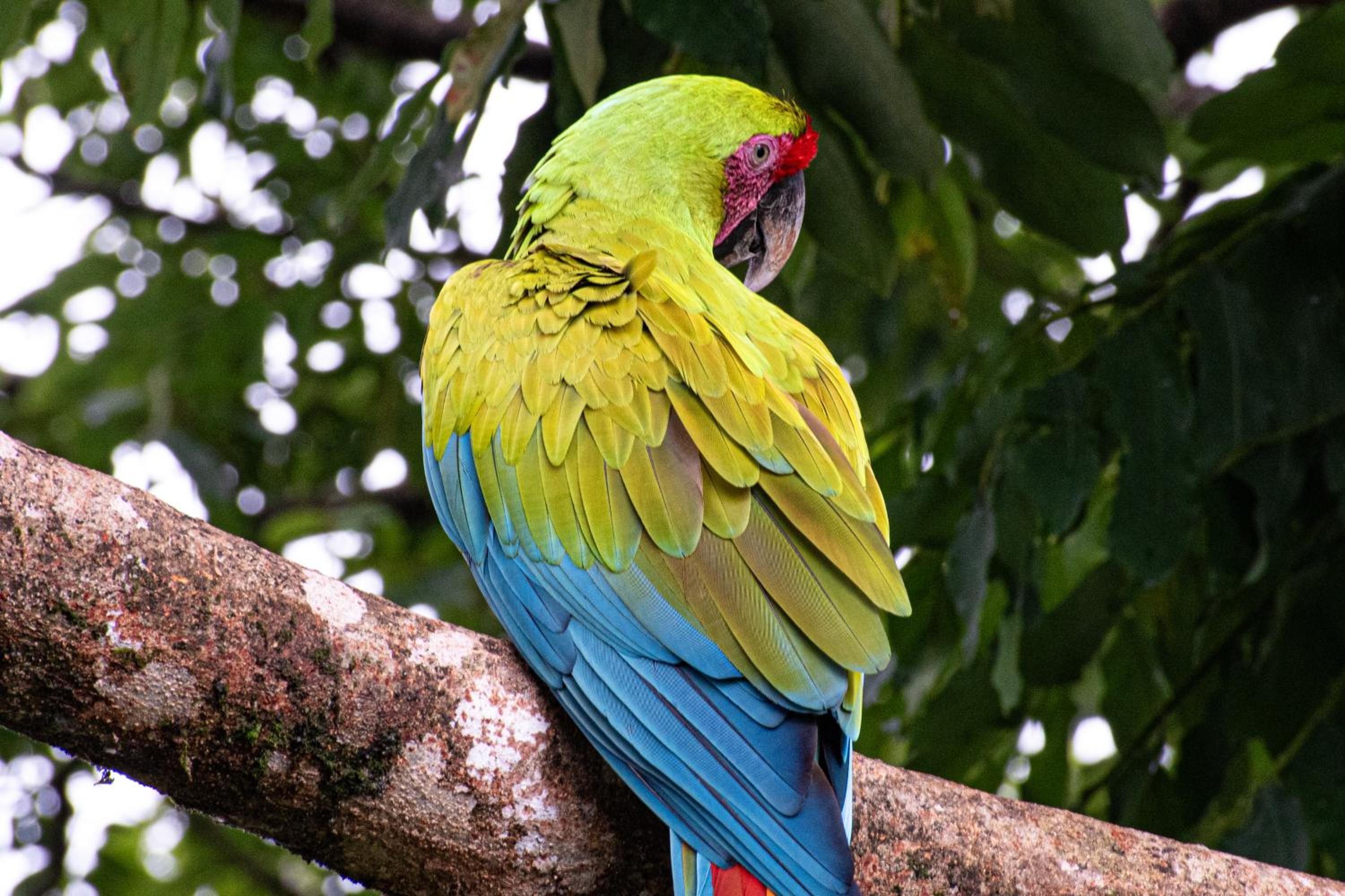 Casa Auratus Manzanillo wildlife