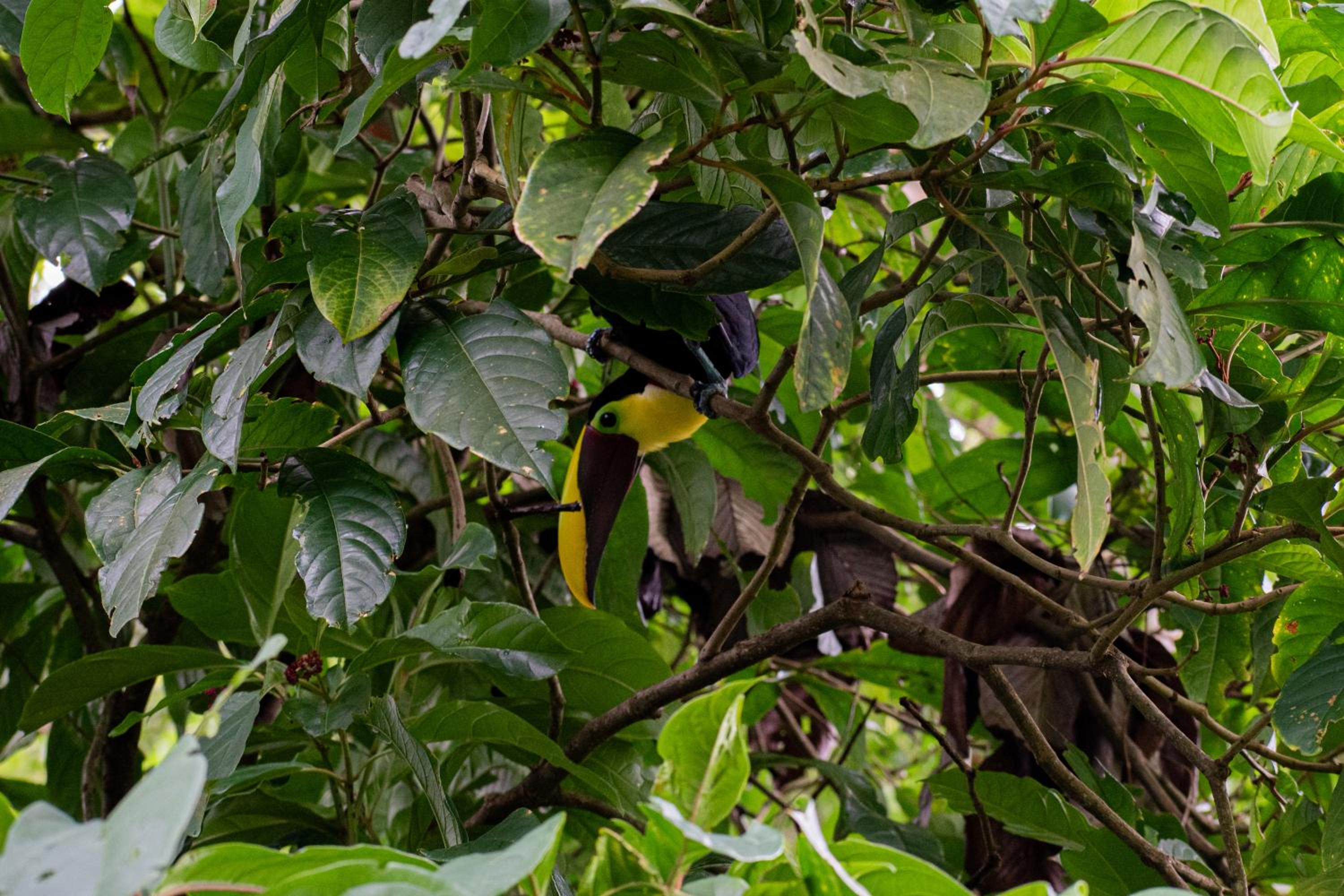 Casa Auratus Manzanillo wildlife