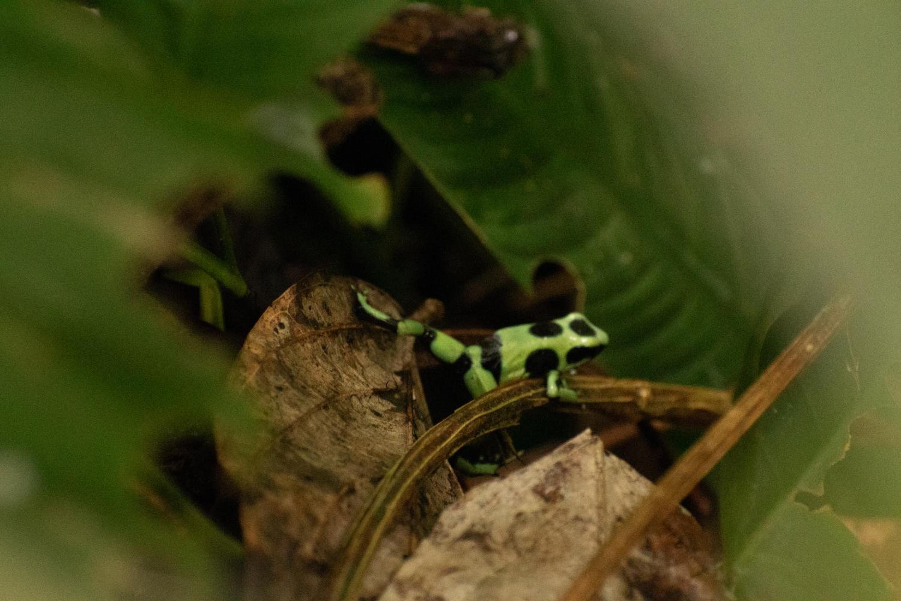 Casa Auratus Manzanillo wildlife