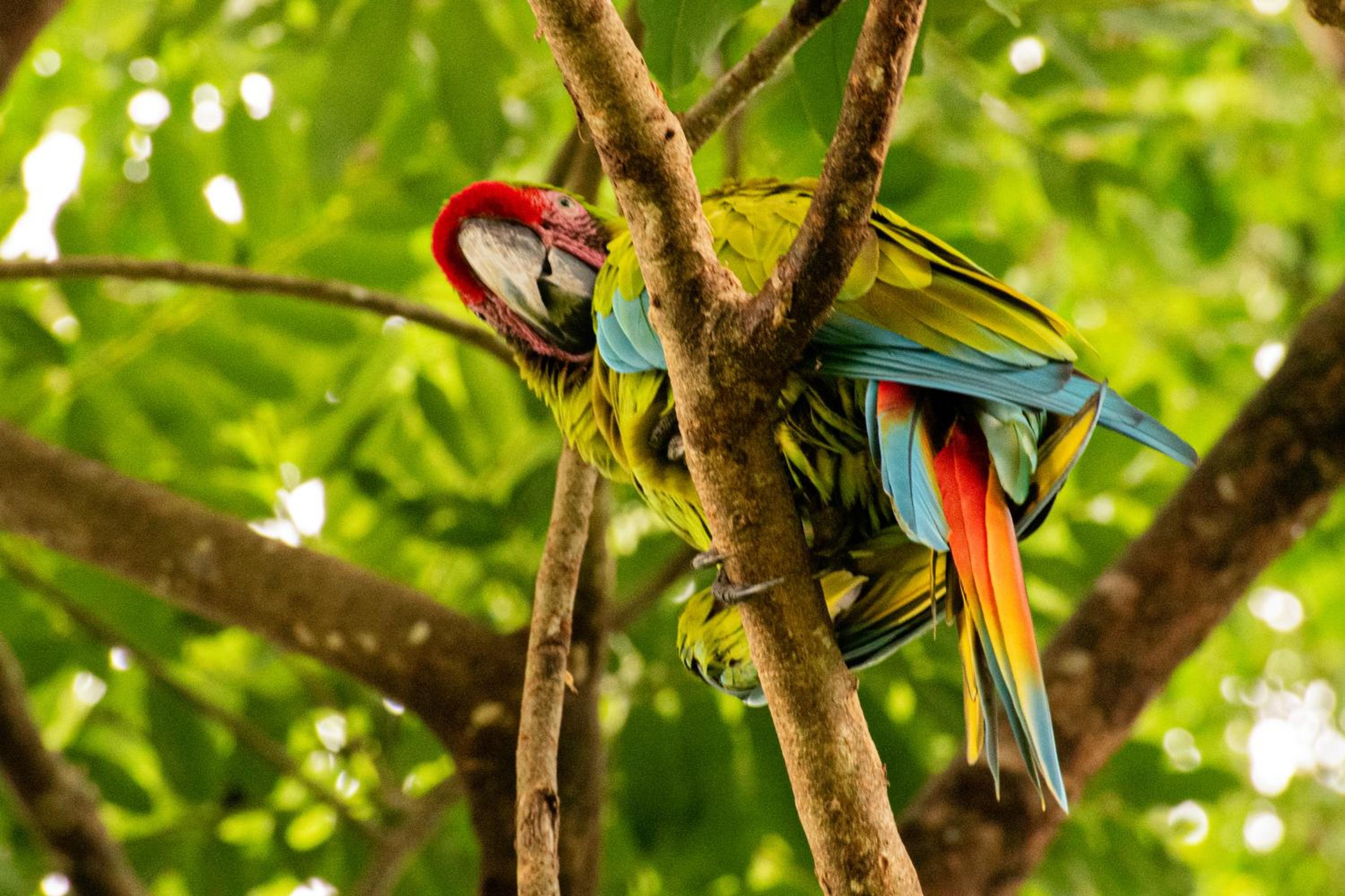 Casa Auratus Manzanillo wildlife