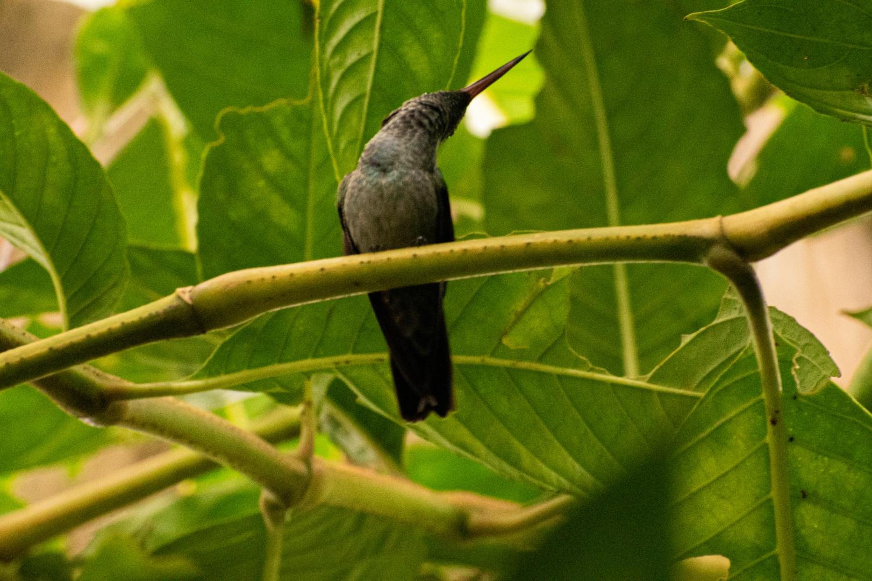 Casa Auratus Manzanillo wildlife