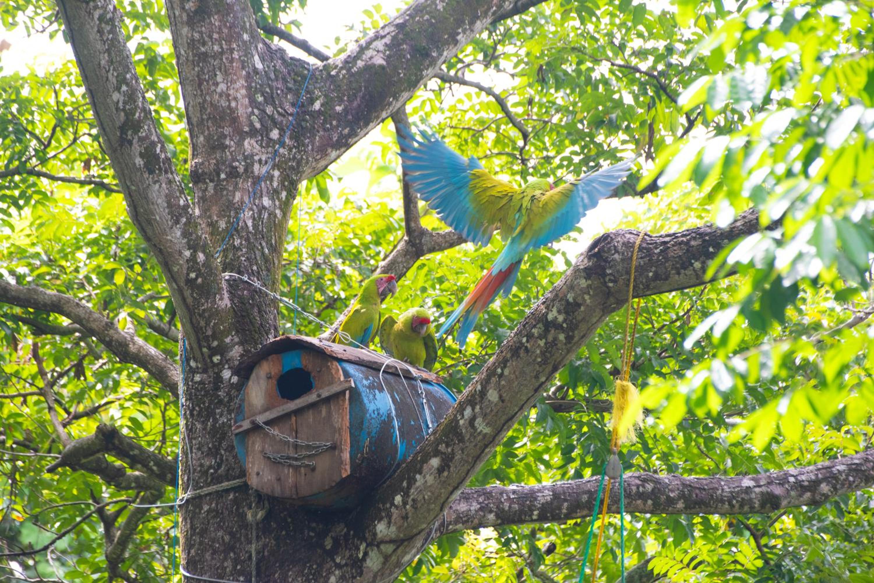 Casa Auratus Manzanillo wildlife