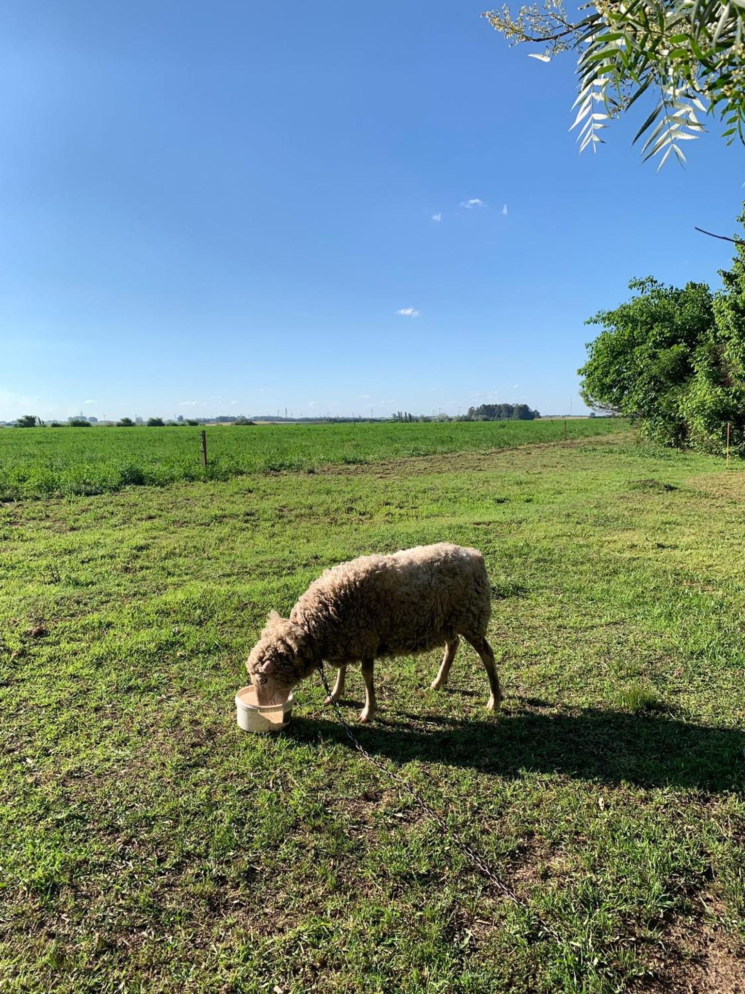 El molino