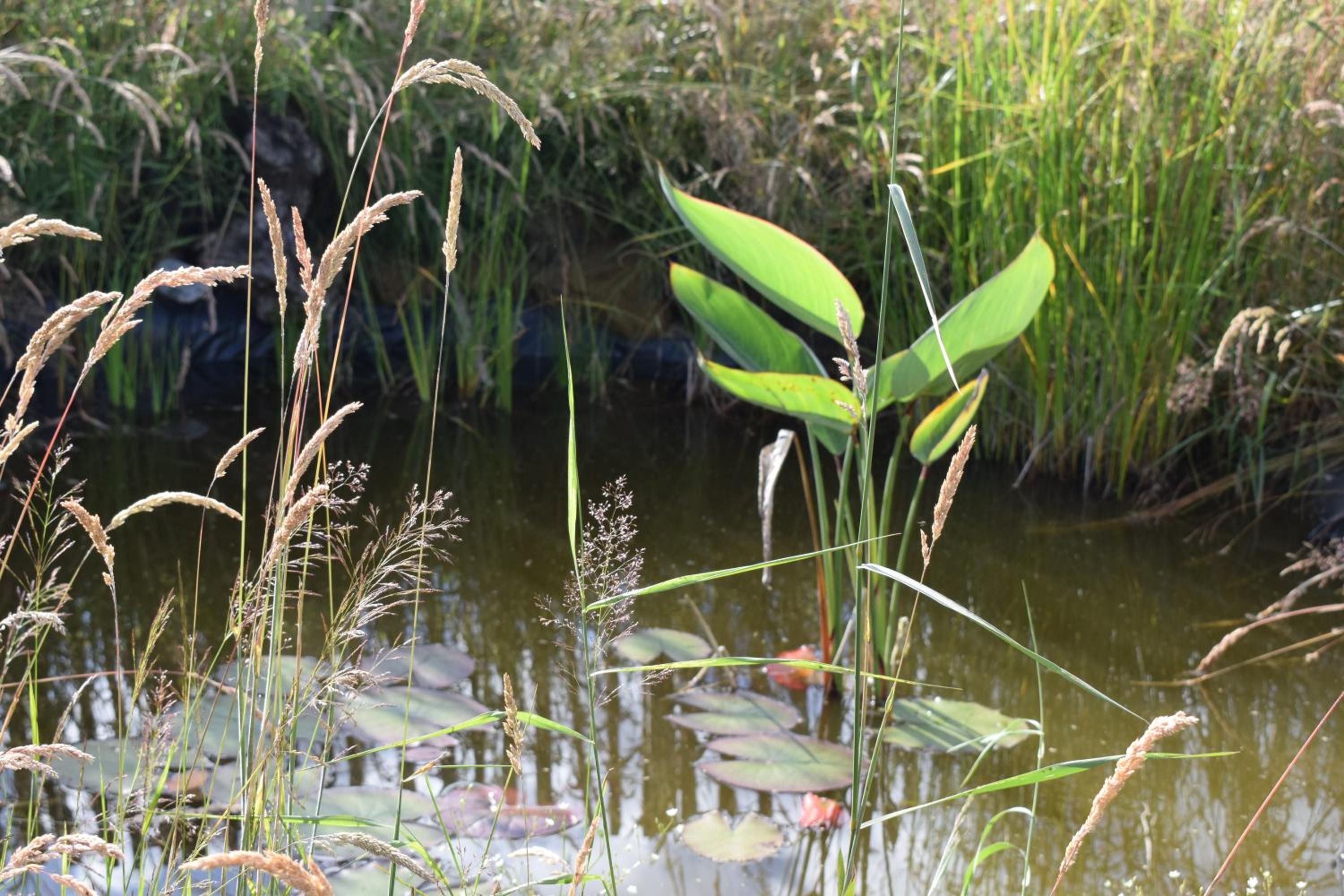 L'Oasis d'Yza