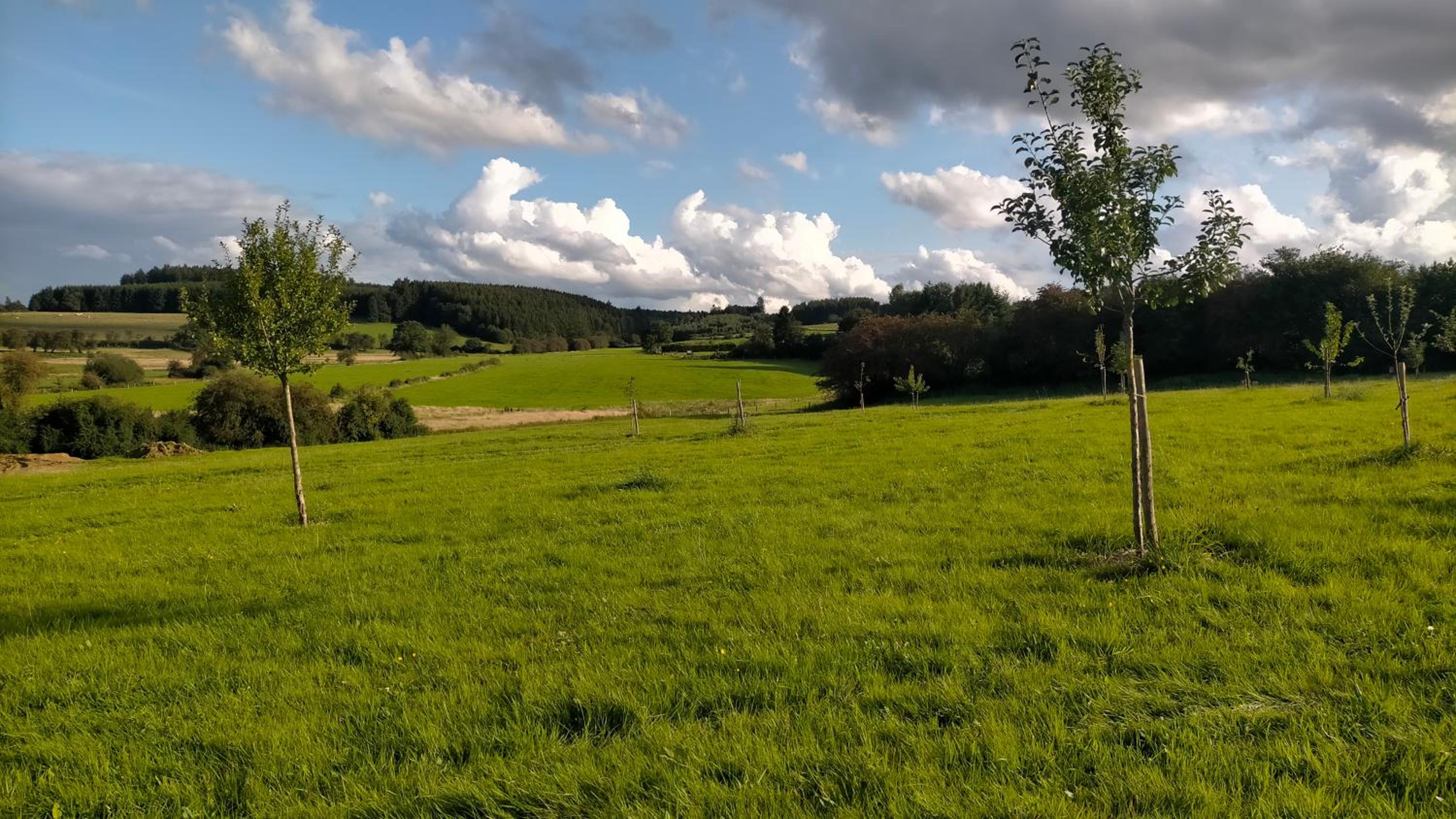 L'Oasis d'Yza