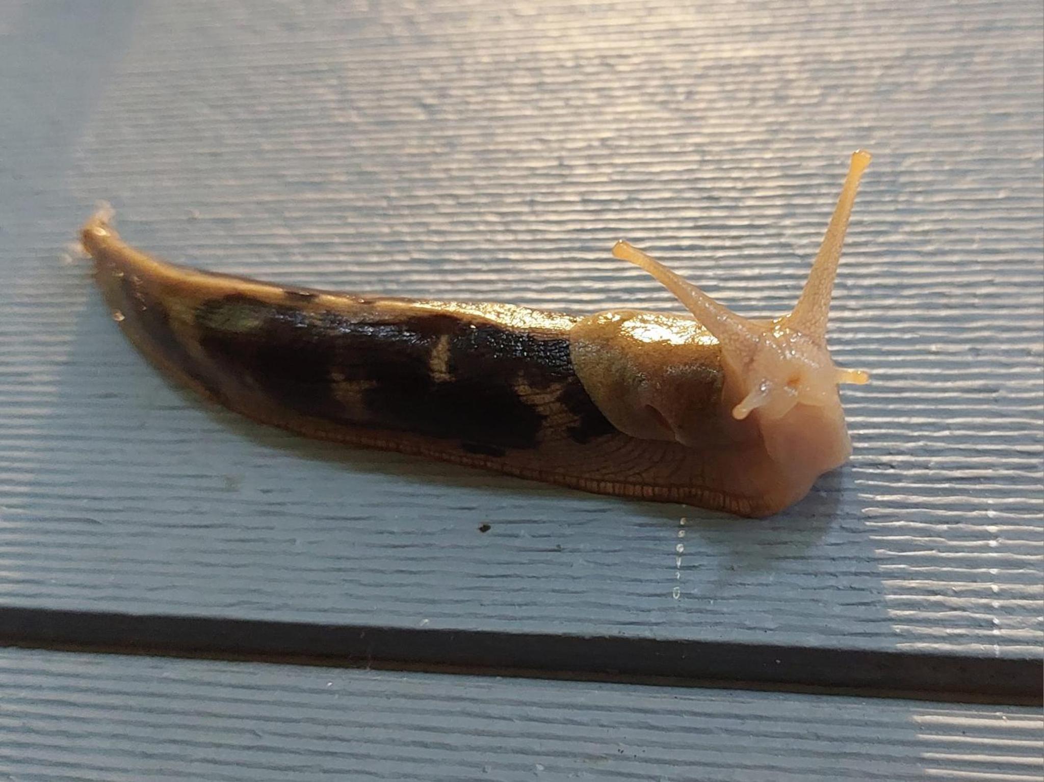 Snug Harbour Inn - Image 3