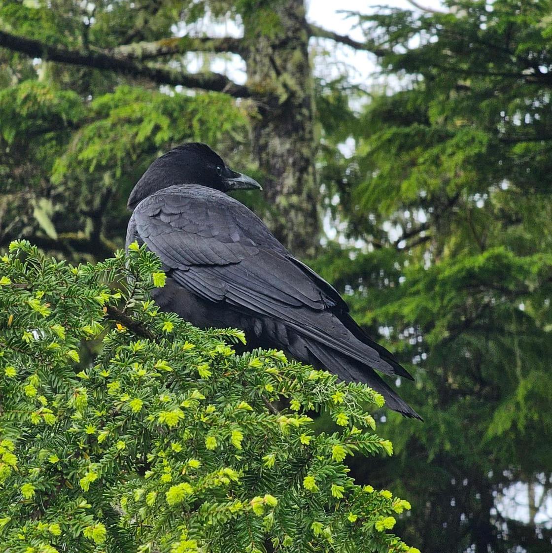 Snug Harbour Inn - Image 2