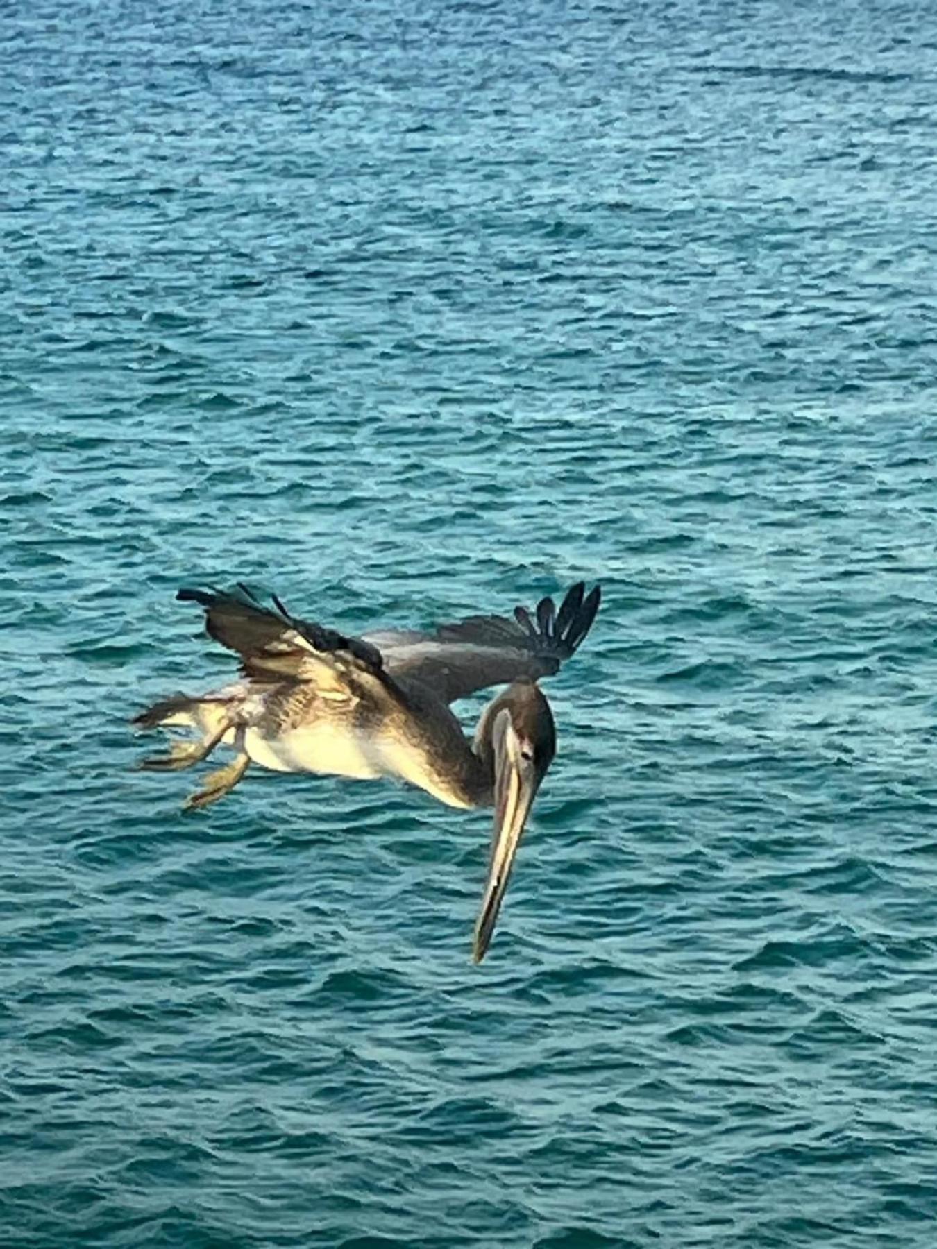 Majestic Blue Dolphin
