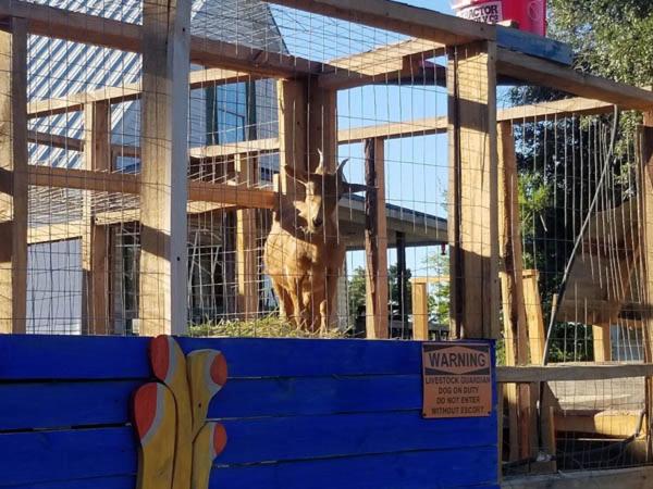 Palestine Vacations - Glampsite 6 at the Bok Vegas Interactive Petting Zoo - Property Image 22