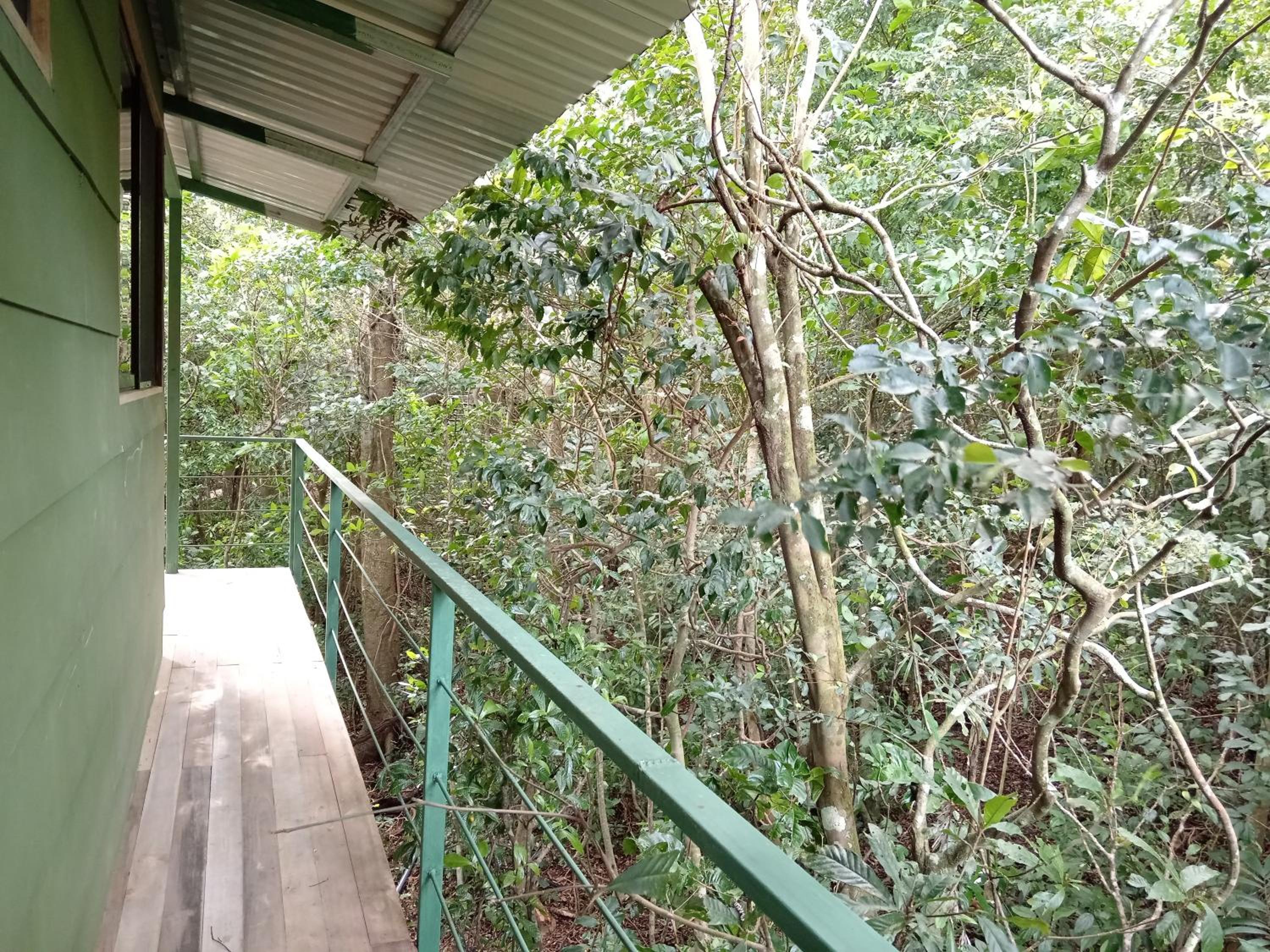 Jungle Living Tree Houses