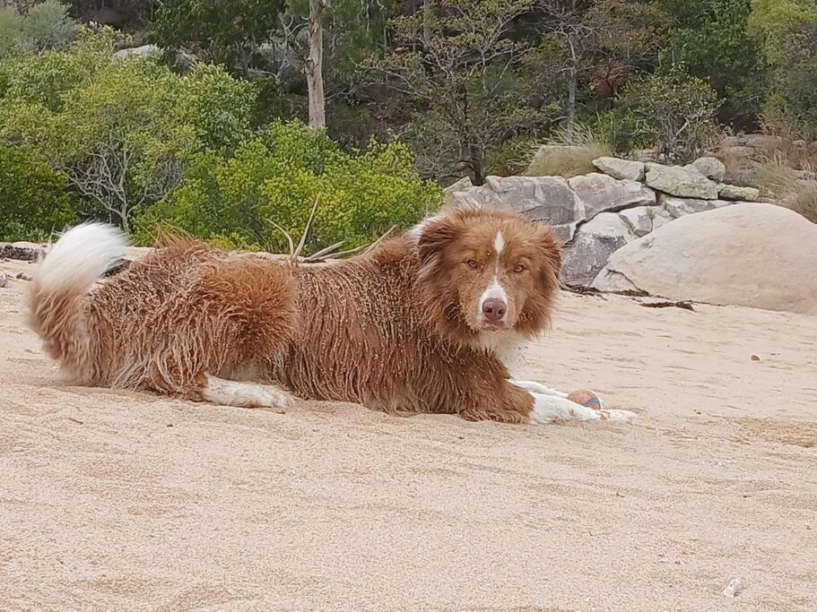 Rosalita, Picnic Bay