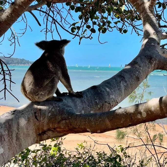 Rosalita, Picnic Bay
