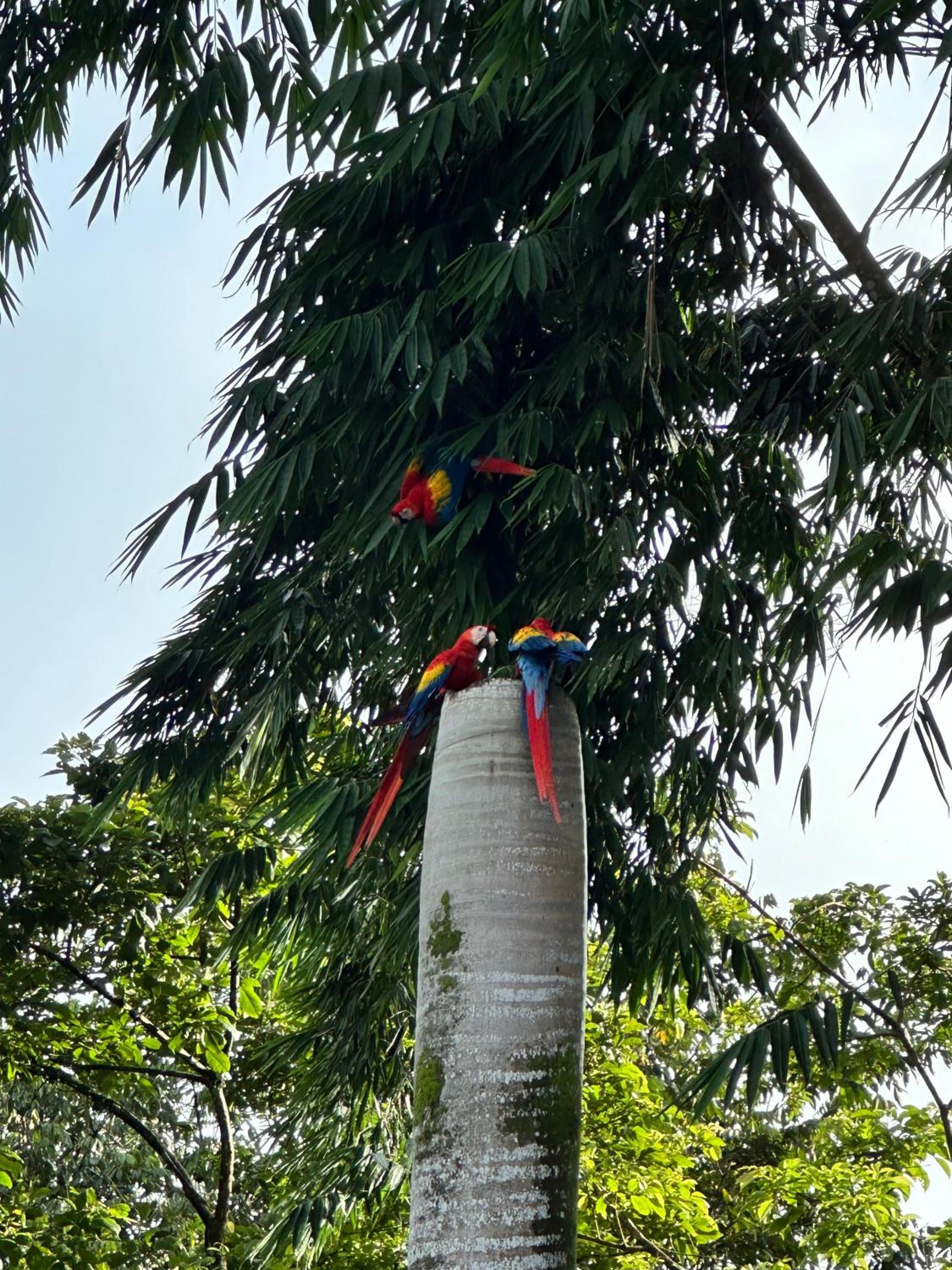 Hospedaje Colibri