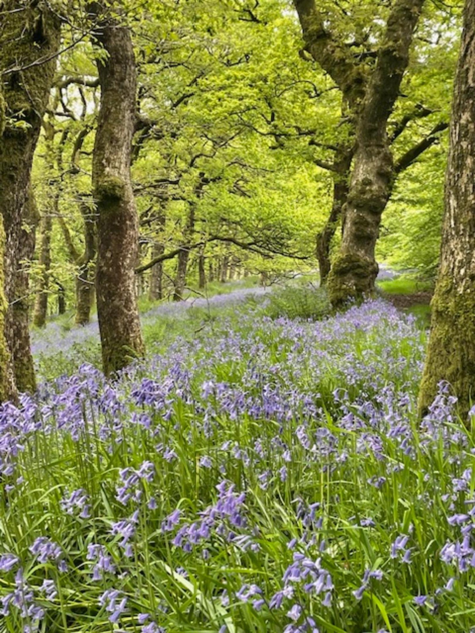 Snowdrop Lodge