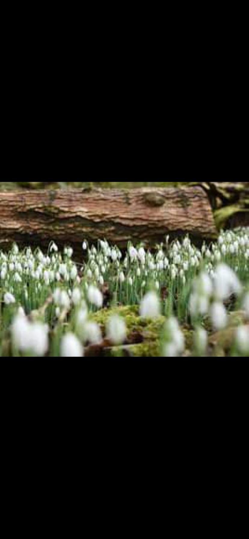 Snowdrop Lodge