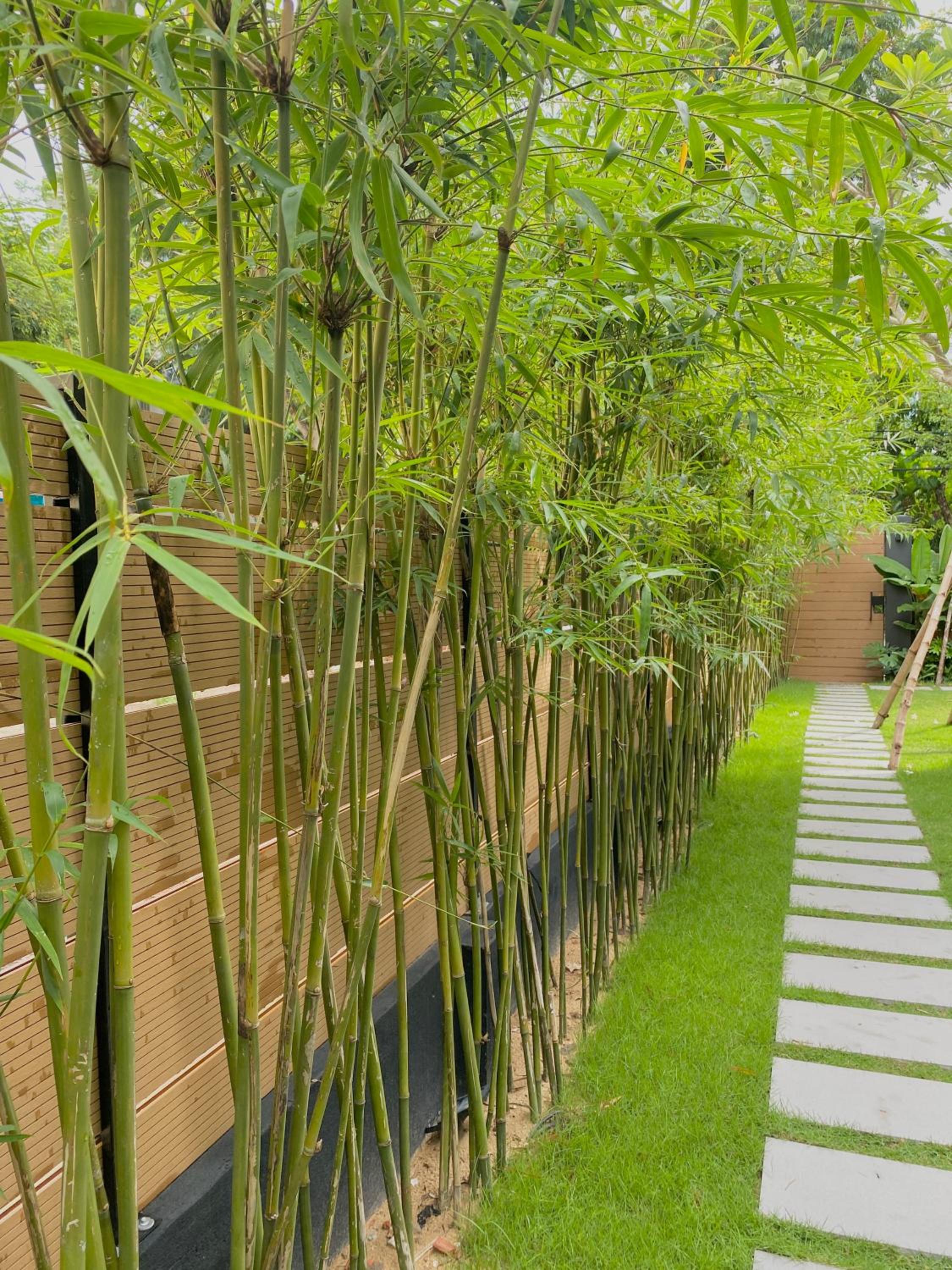 Elambo Space - Không gian nghỉ dưỡng sân vườn gần biển