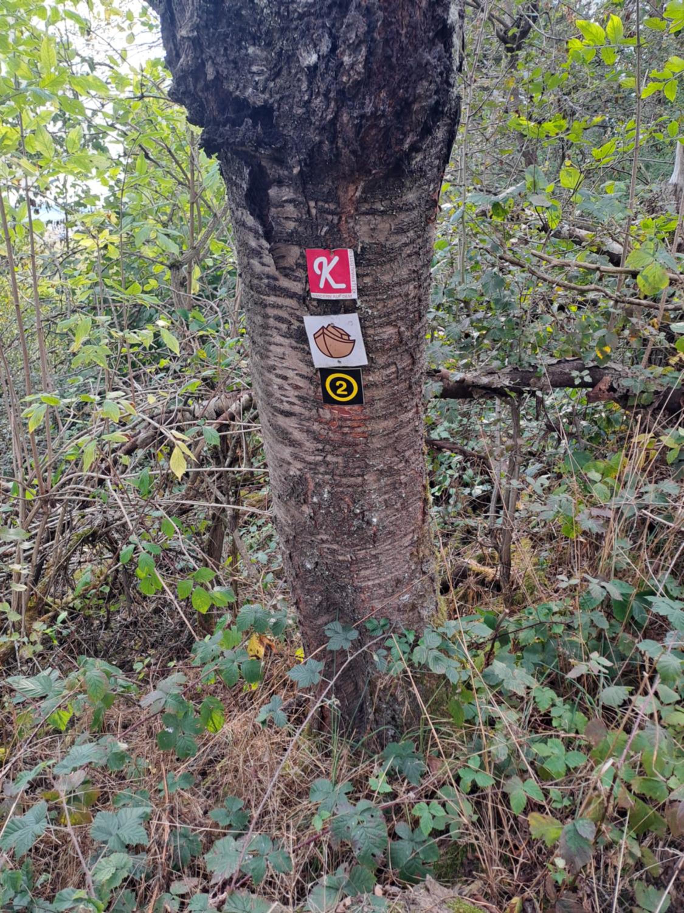 Ferienwohnung Schäfer am Nationalpark Kellerwald