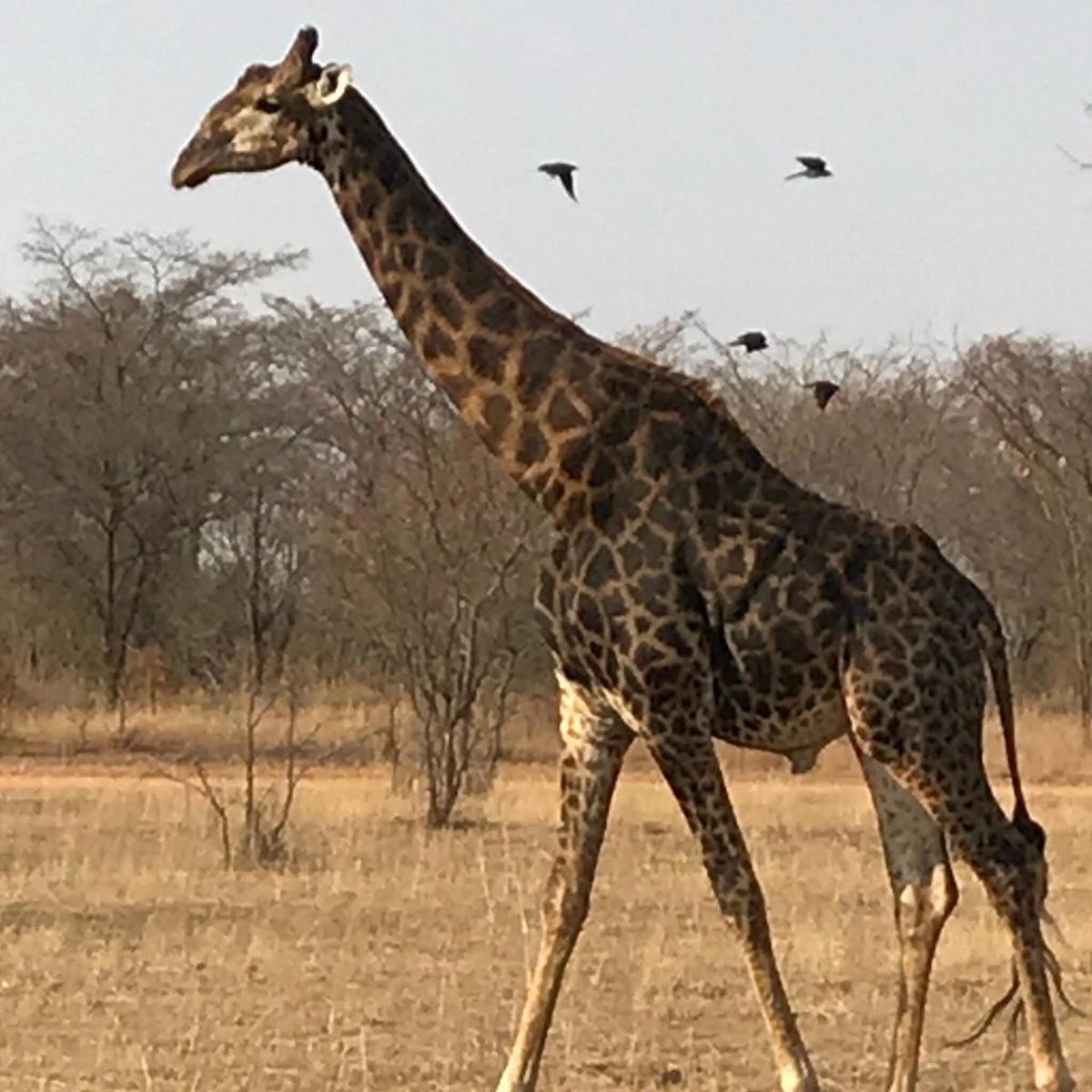 Honeyguide Conservation Lodge