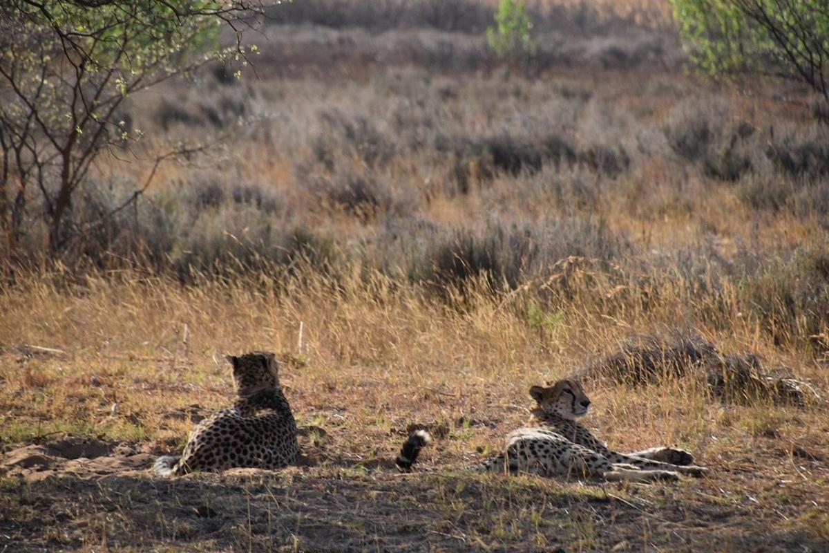Honeyguide Conservation Lodge