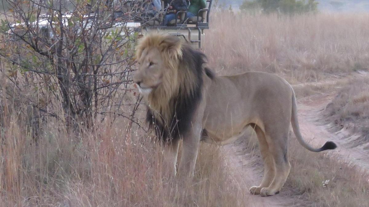 Honeyguide Conservation Lodge