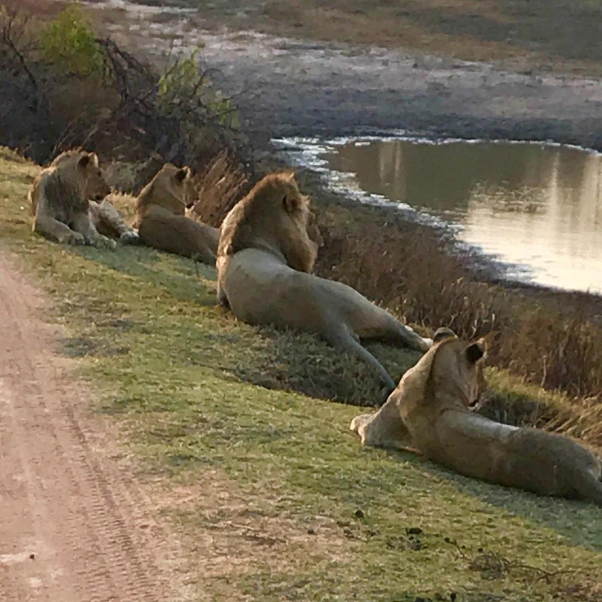 Honeyguide Conservation Lodge