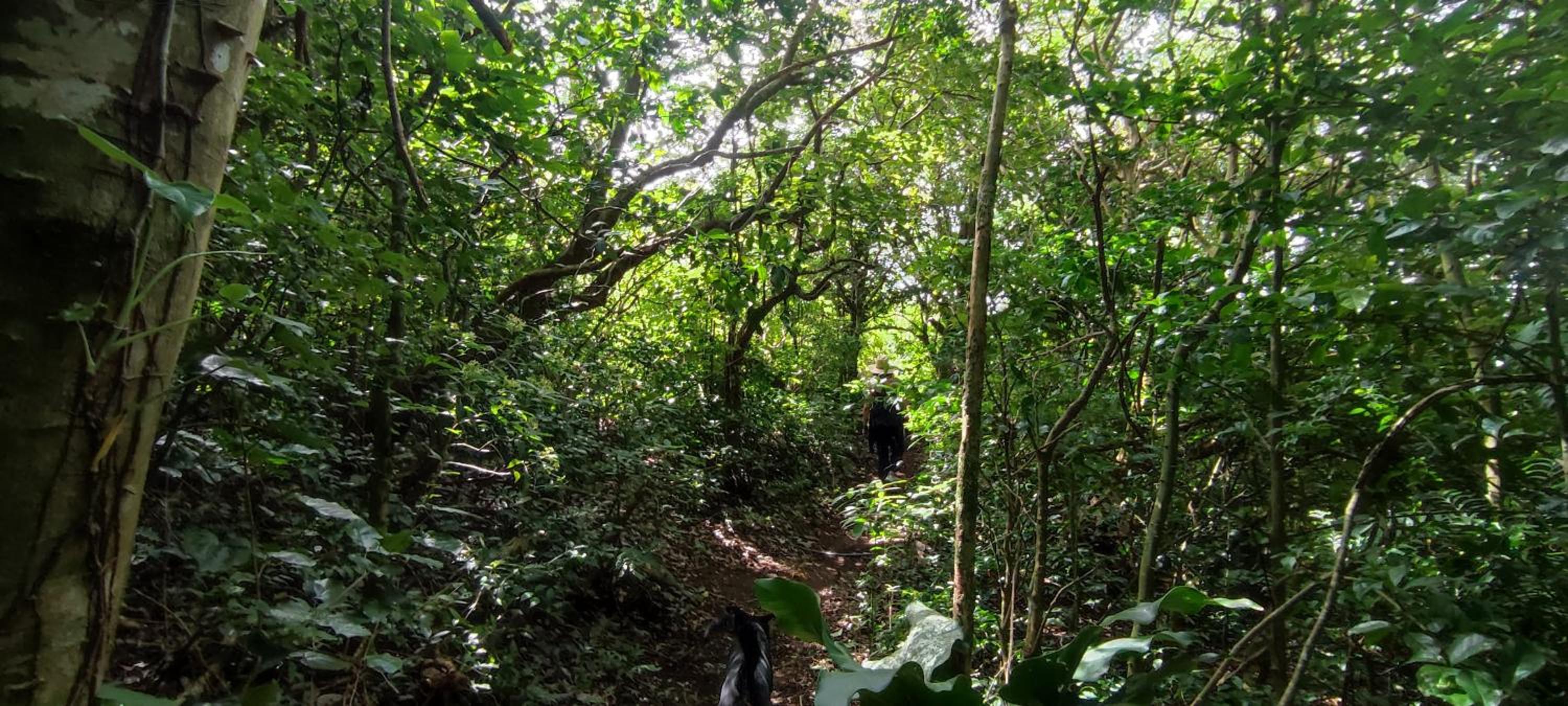 Camino Nuevo Monteverde Ecolodge