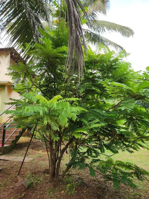 Garden studio by Wildflower Goa view 2
