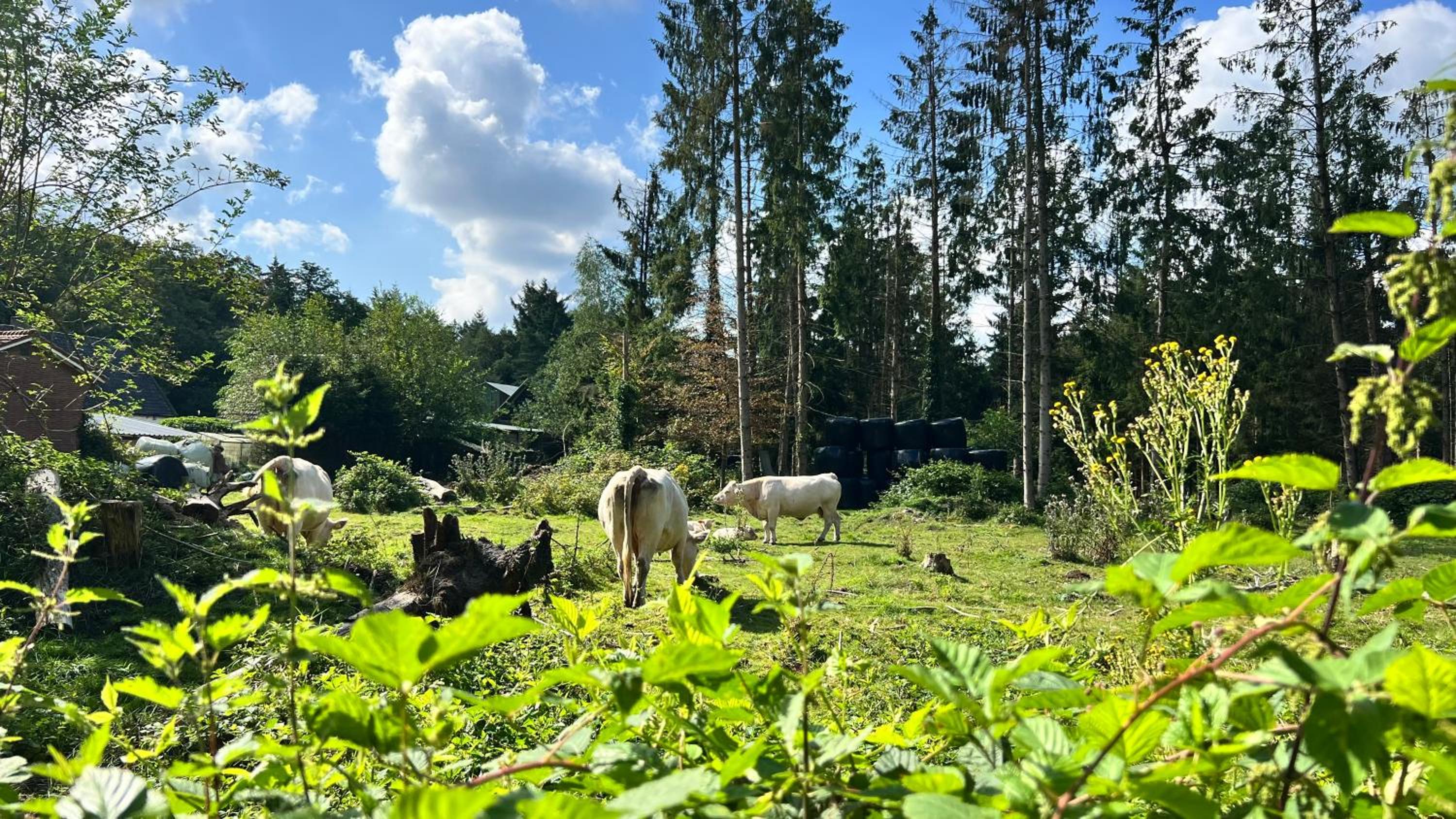 Die Waldstube