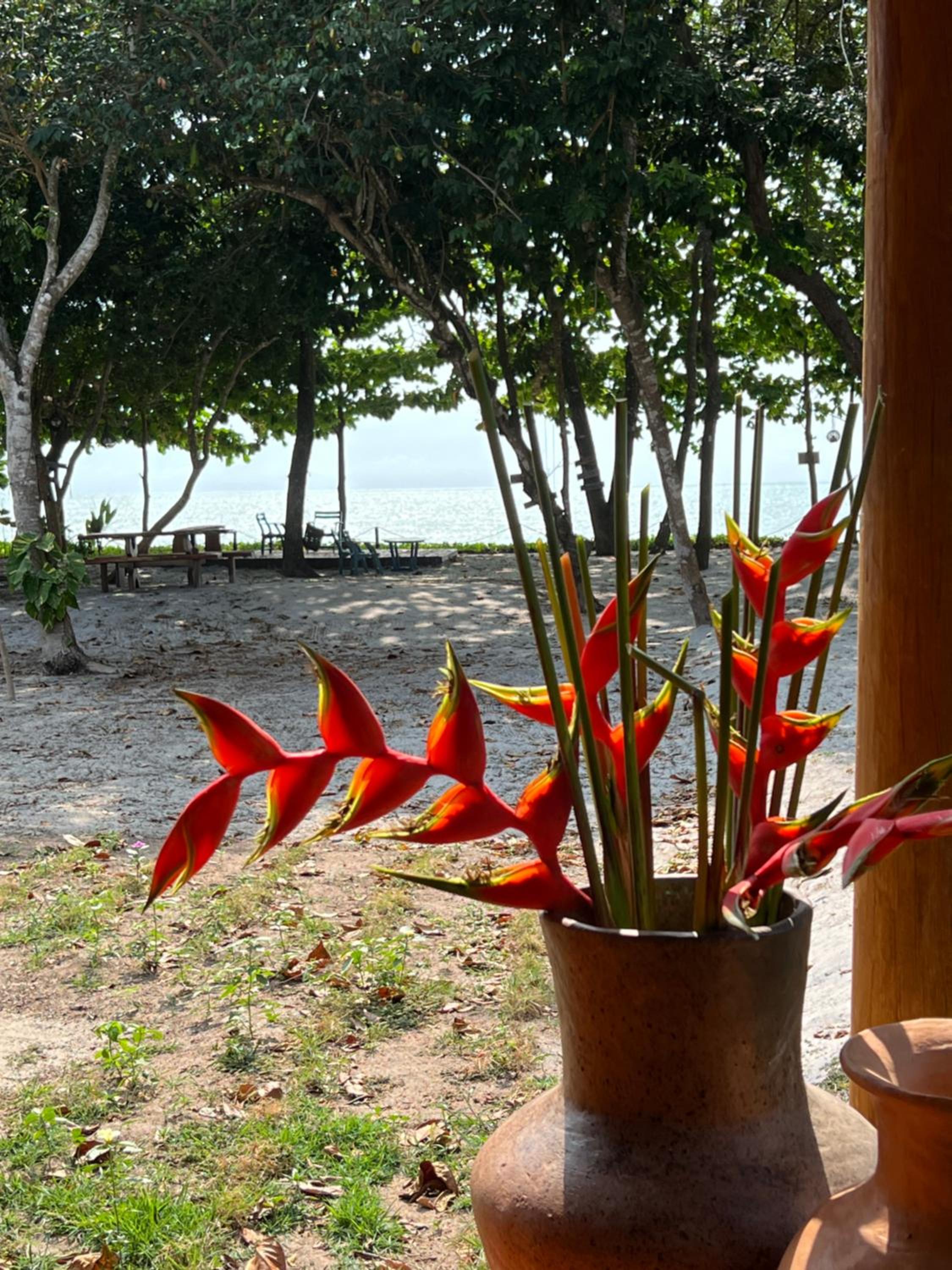 Cumuru pé na areia