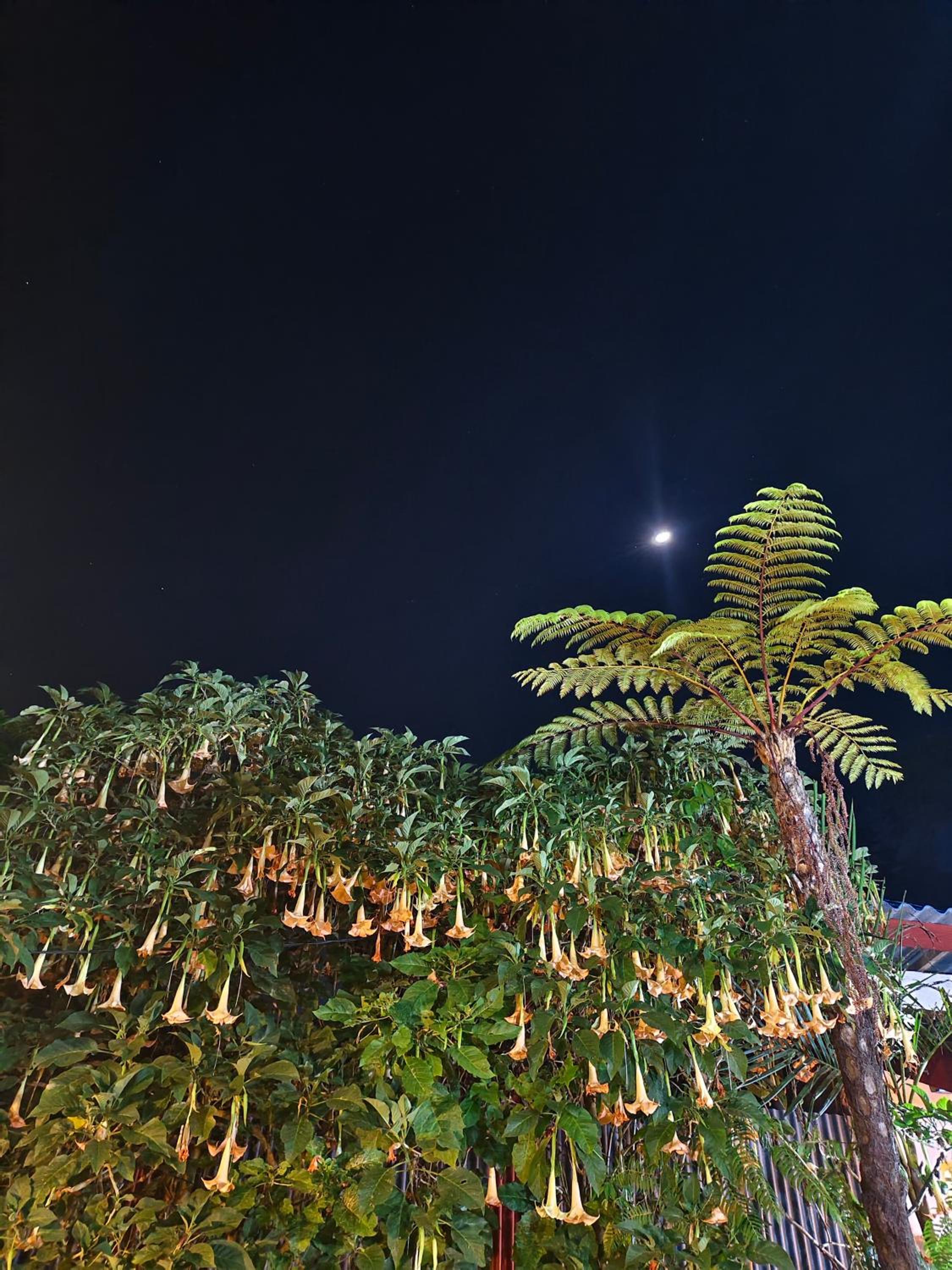 KOPIKUIN bromo homestay view 5