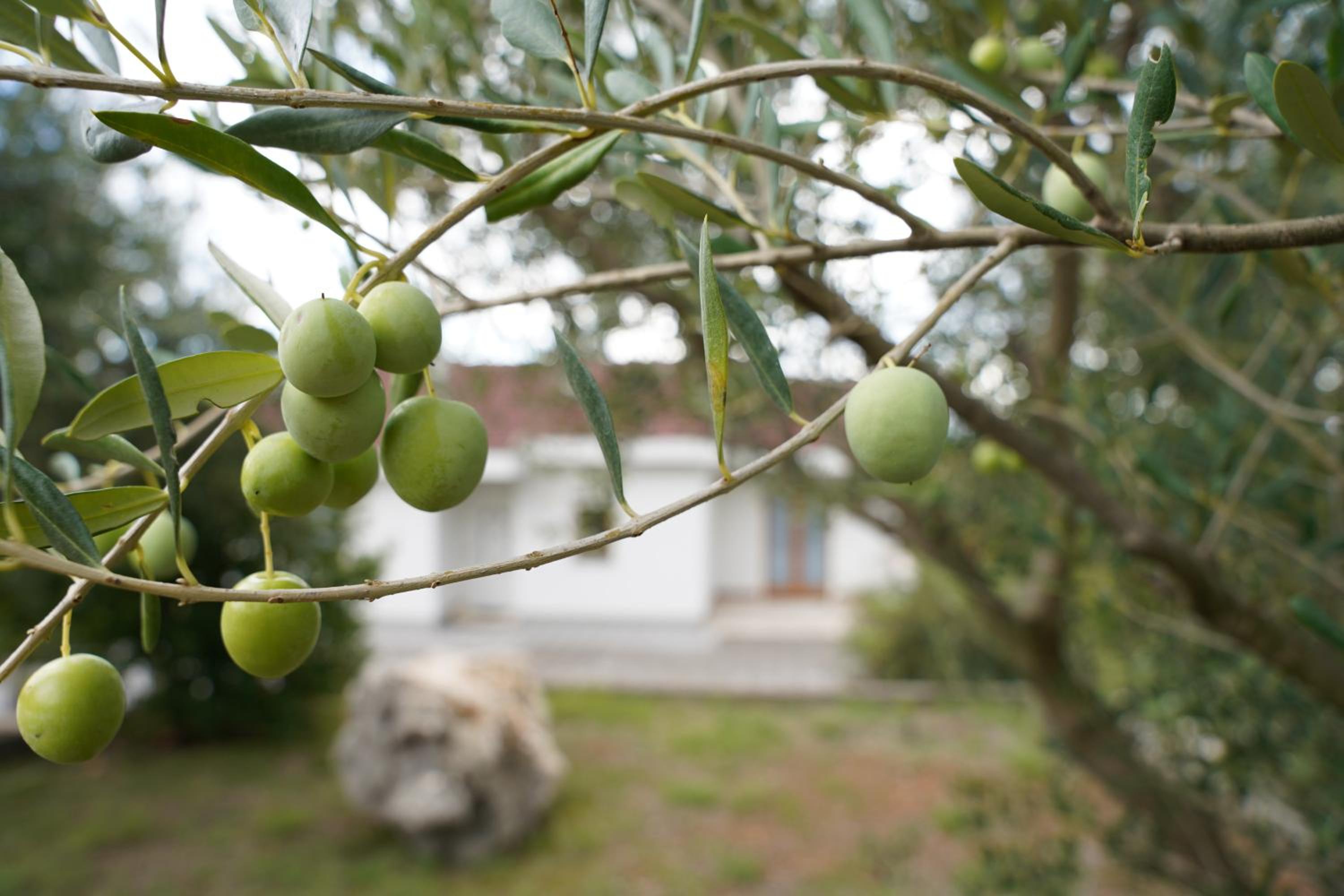 Olives Garden